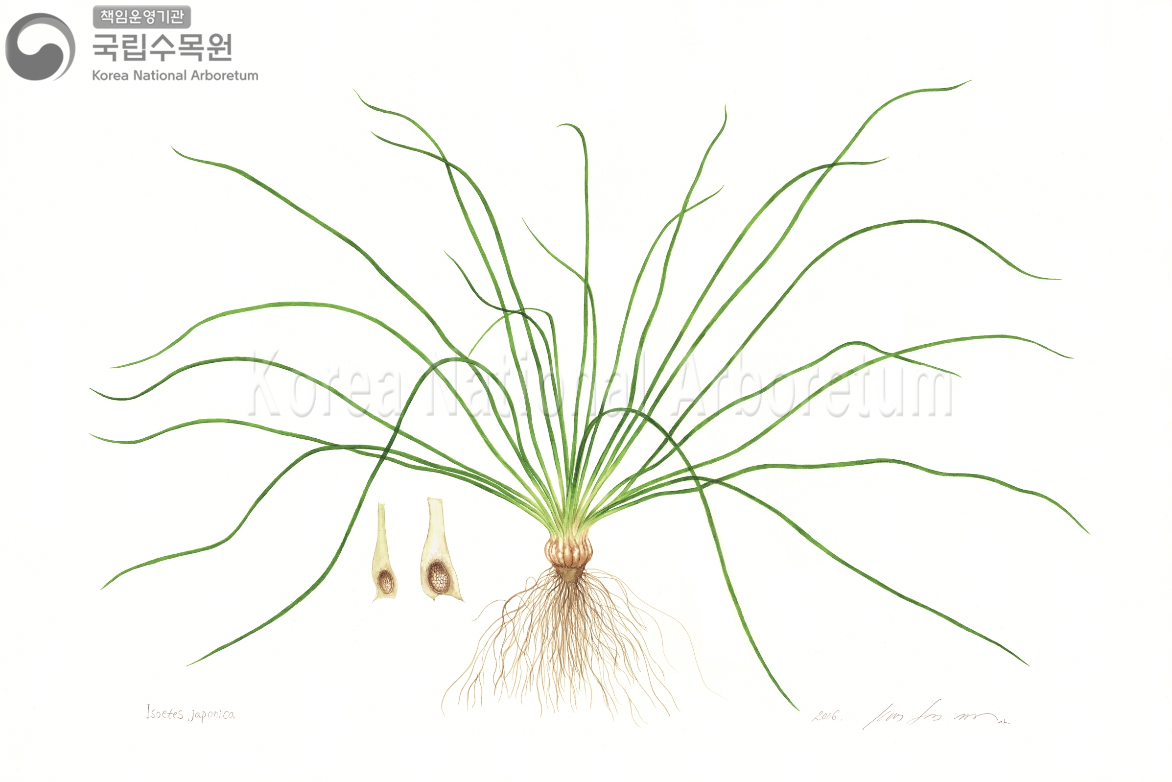 Plant Illustration Detailed View