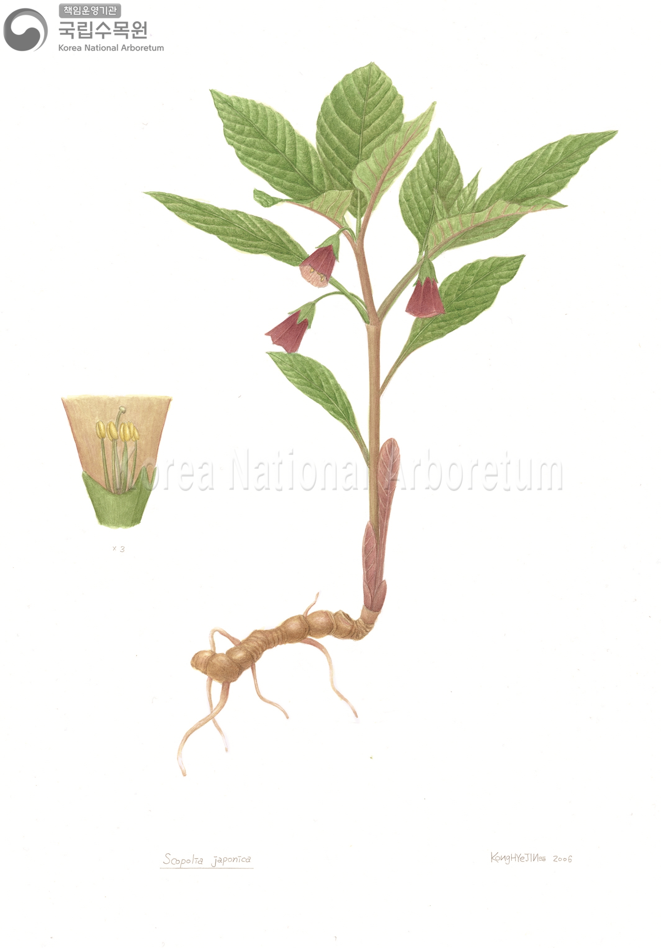 Plant Illustration Detailed View