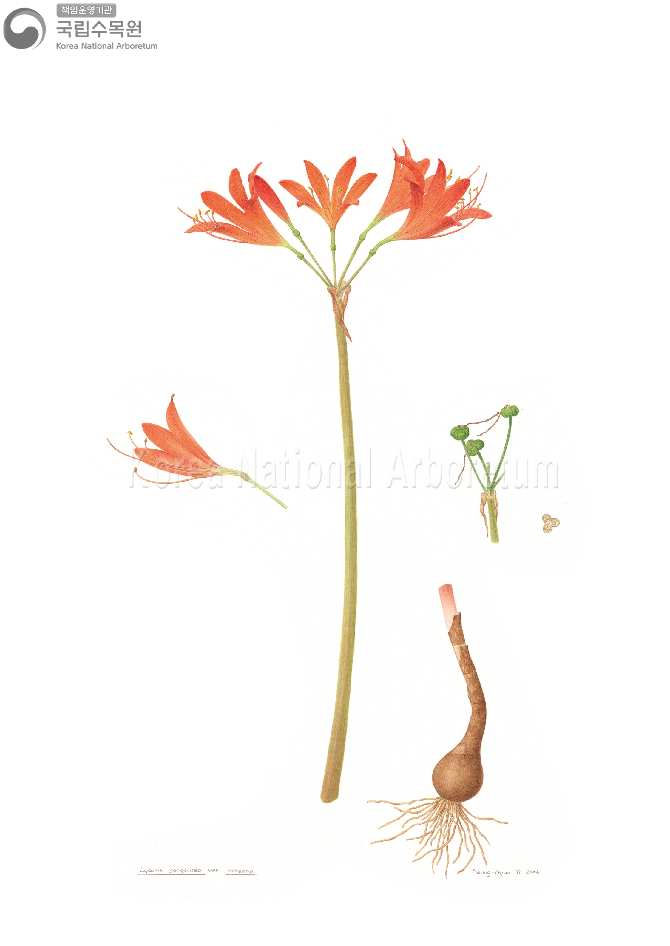 Plant Illustration Detailed View