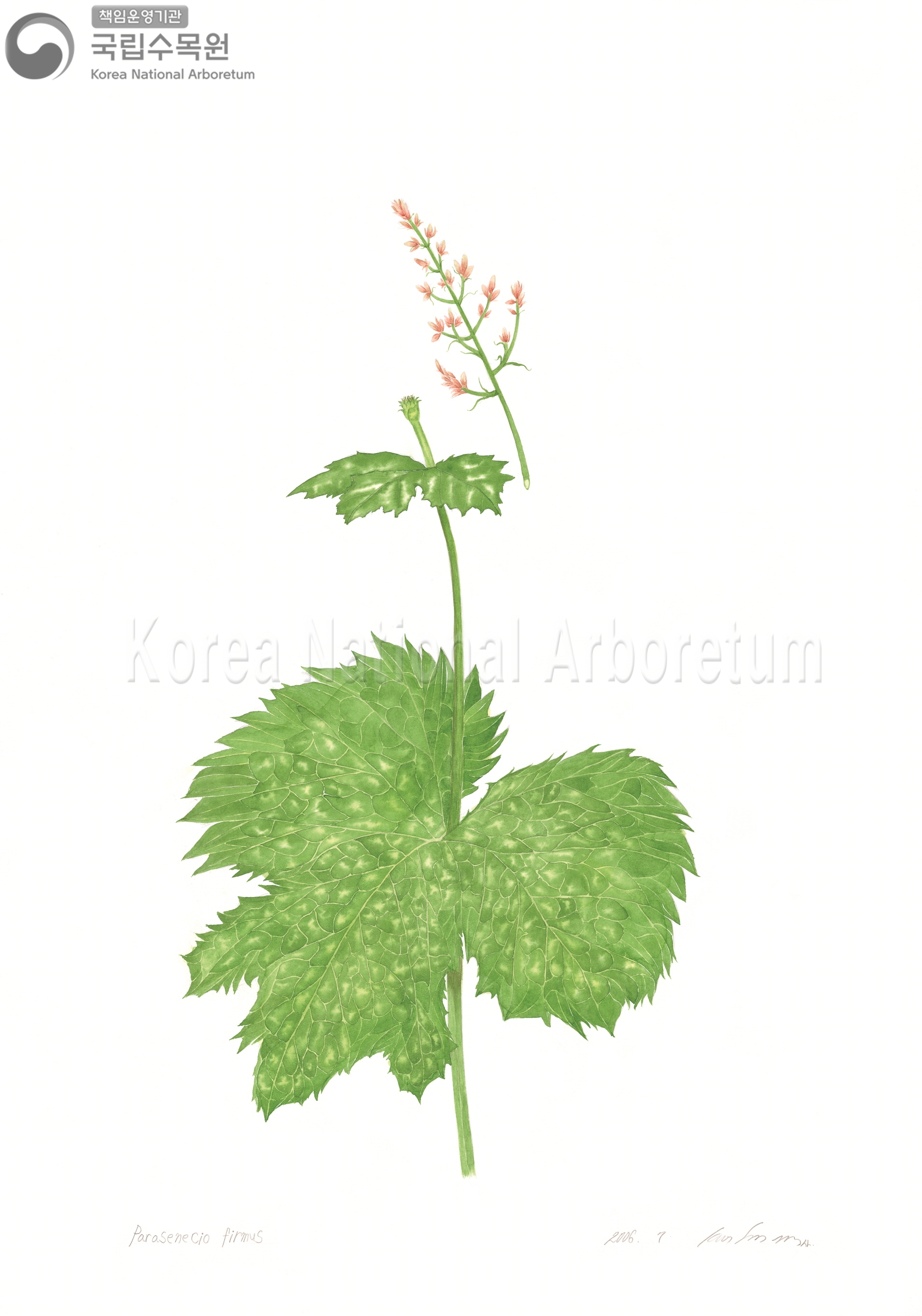 Plant Illustration Detailed View