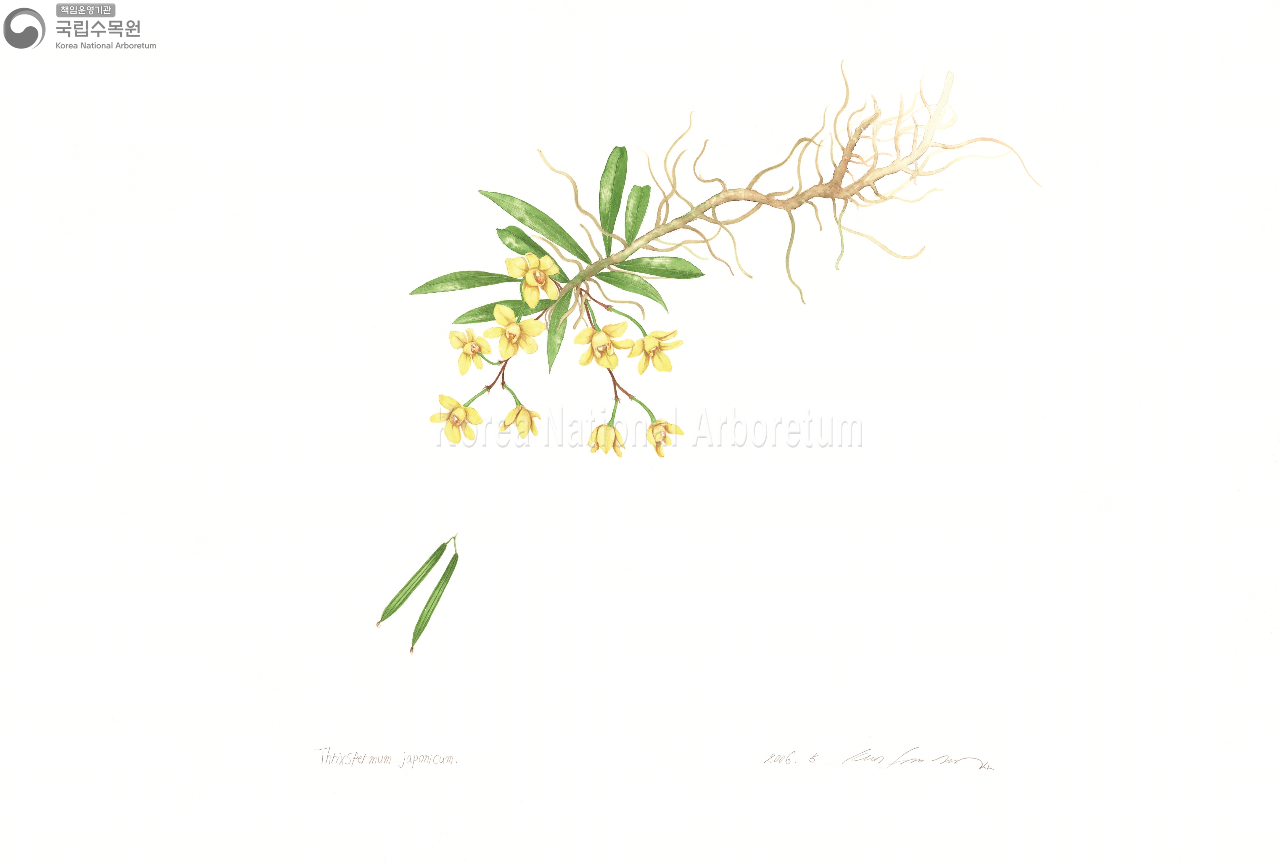 Plant Illustration Detailed View