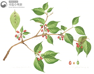 산수유 세밀화이미지