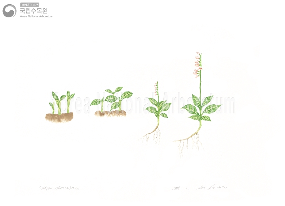 Plant Illustration Detailed View