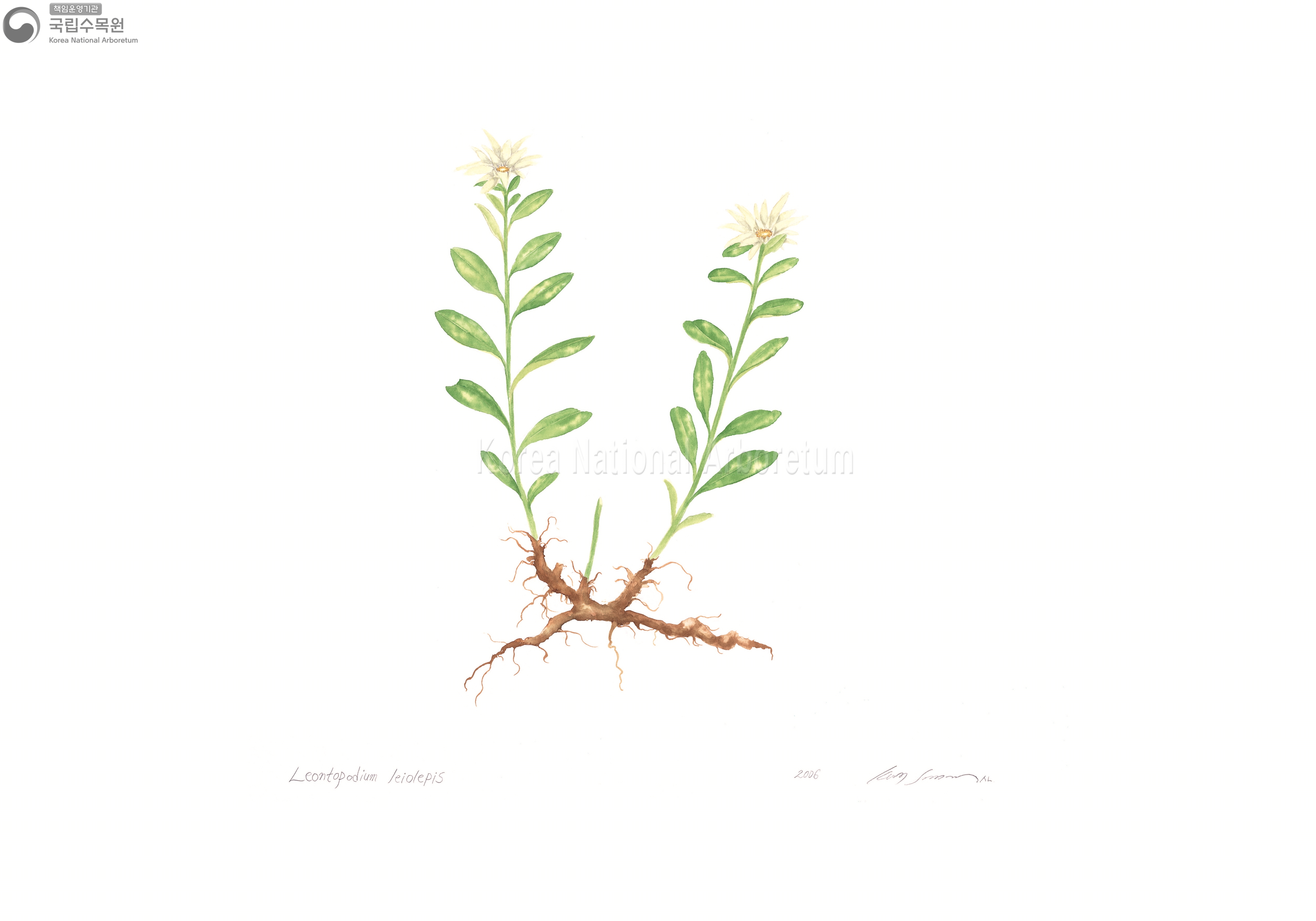 Plant Illustration Detailed View