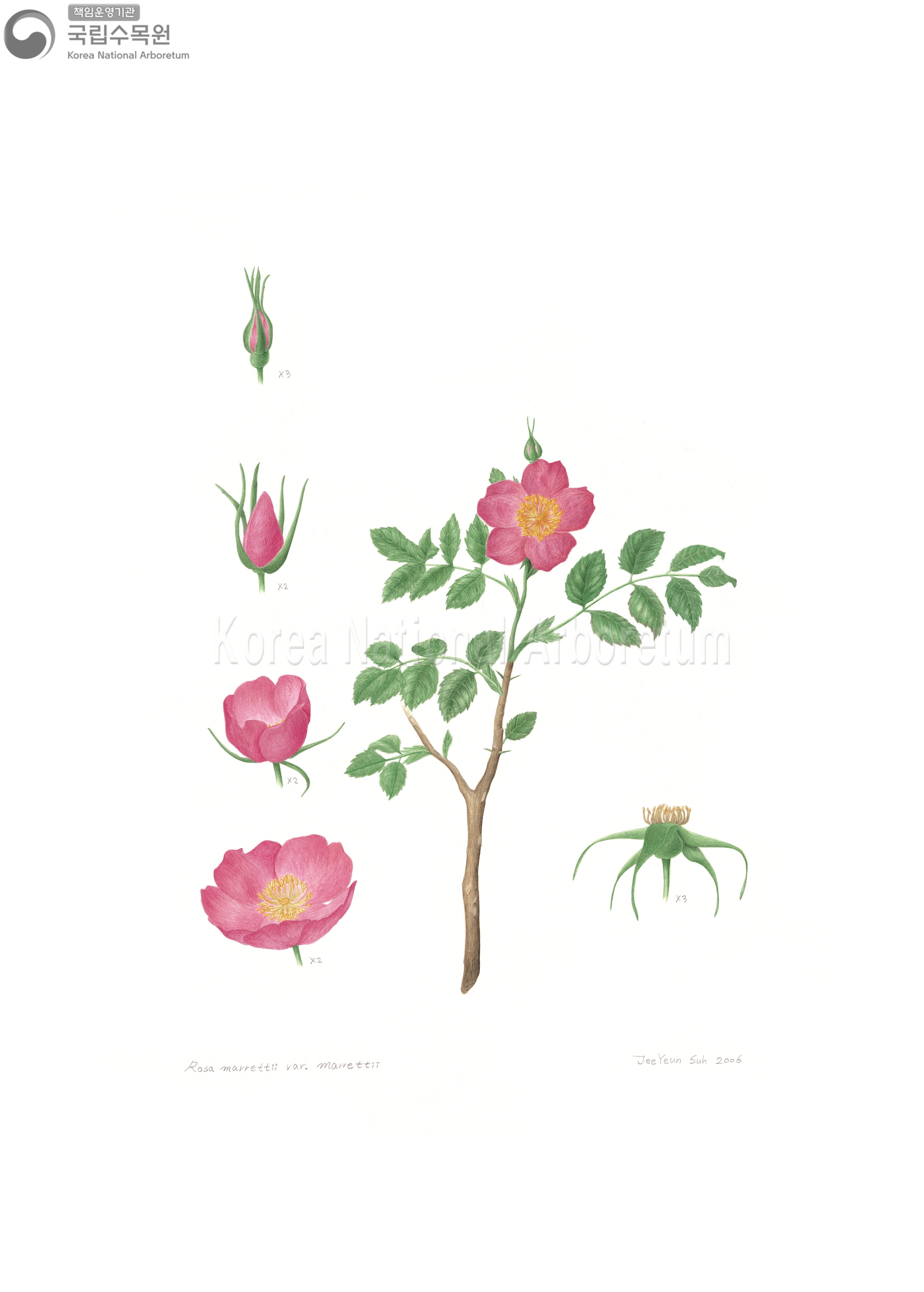 Plant Illustration Detailed View