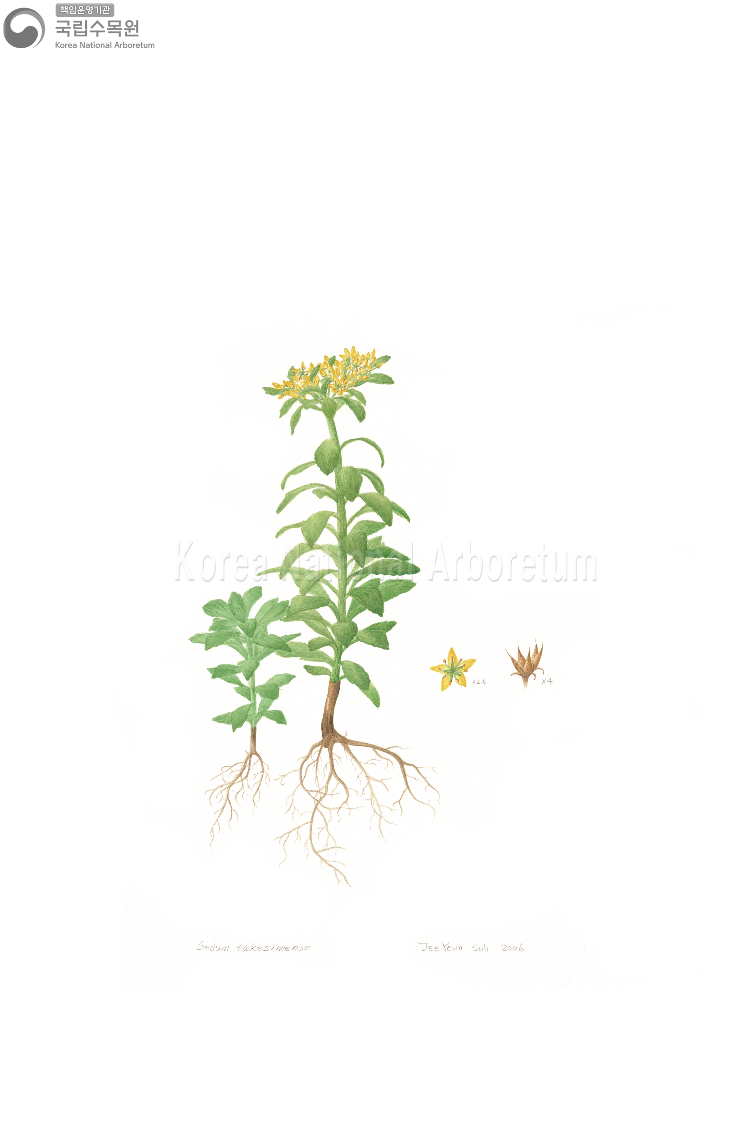 Plant Illustration Detailed View