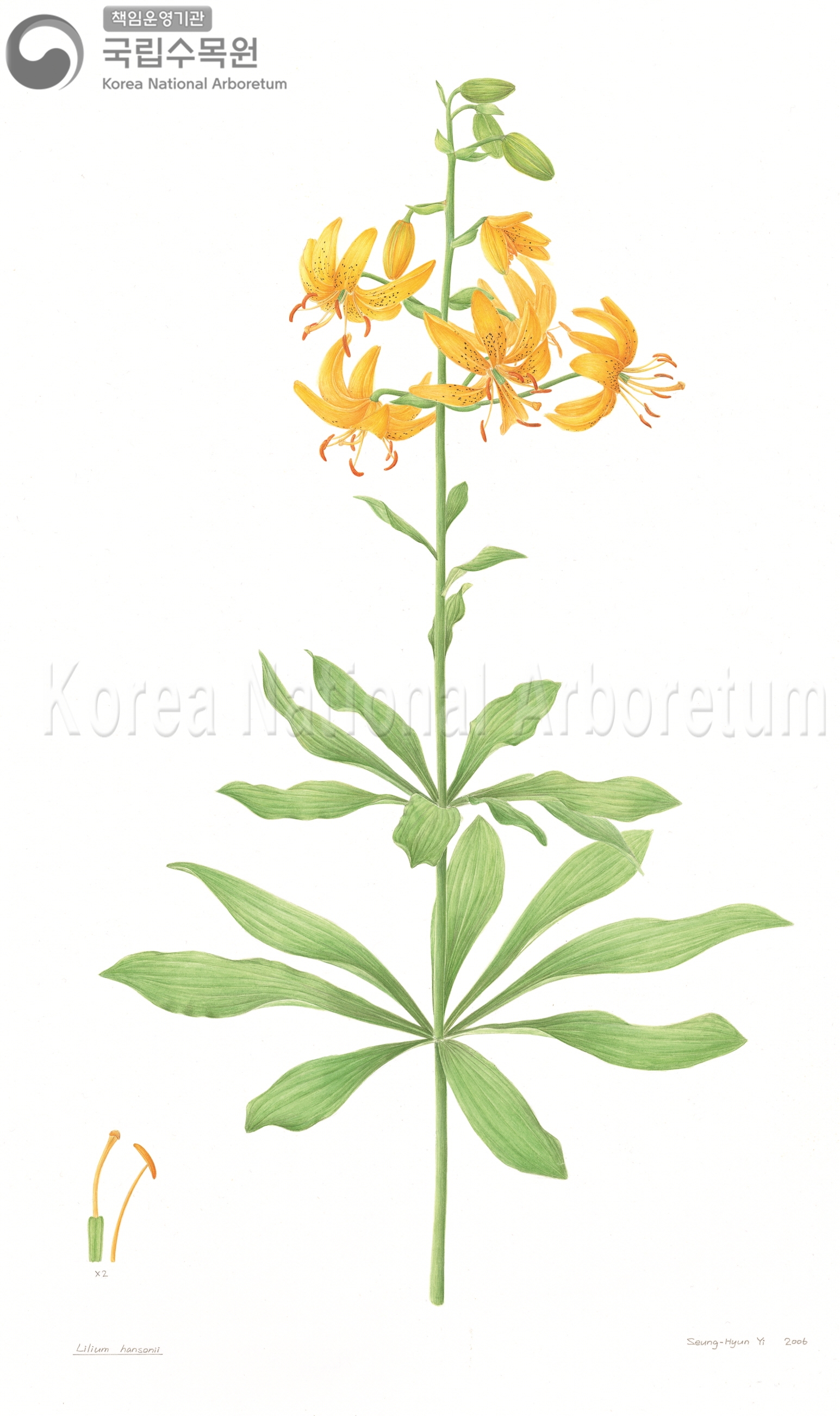 Plant Illustration Detailed View