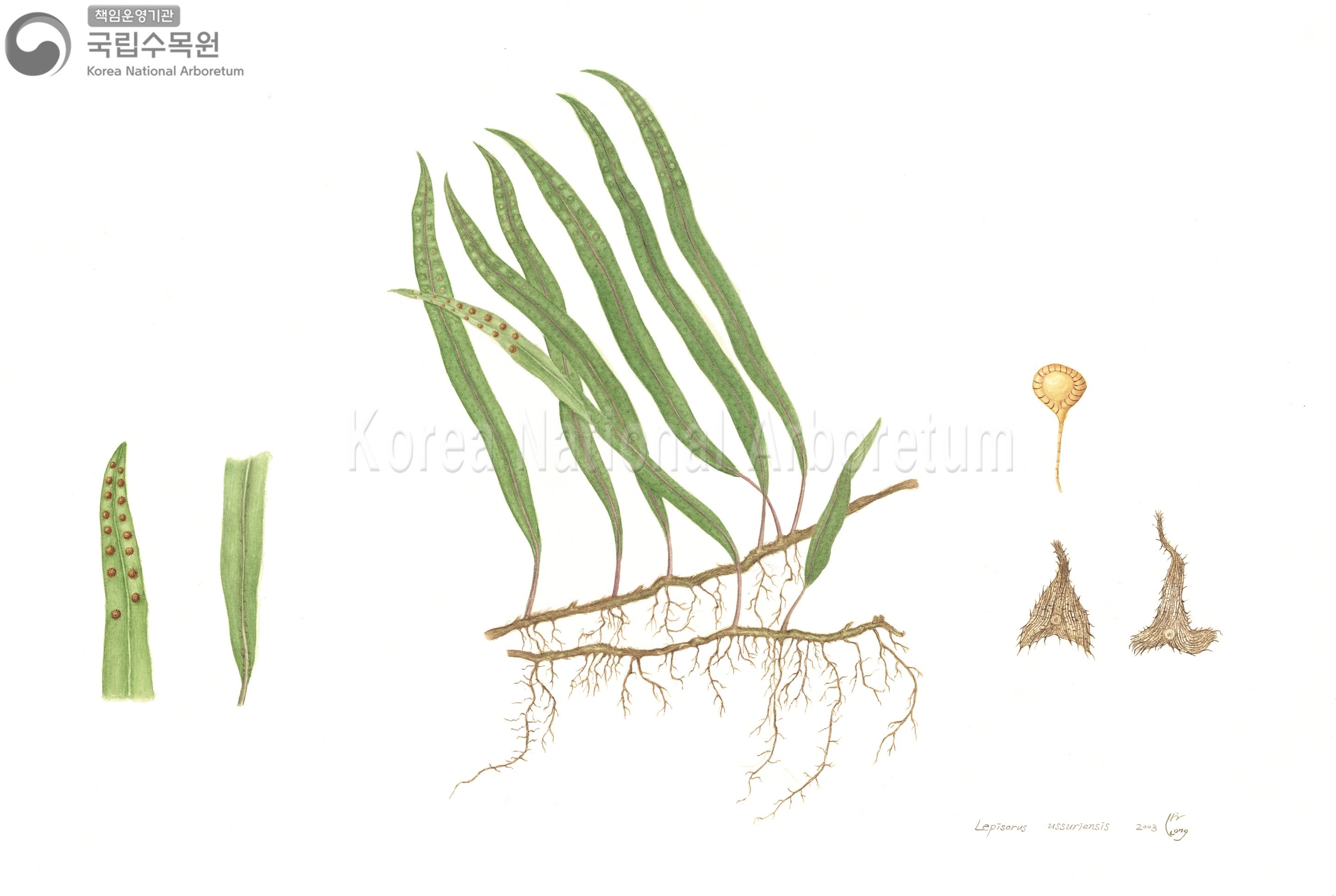 Plant Illustration Detailed View