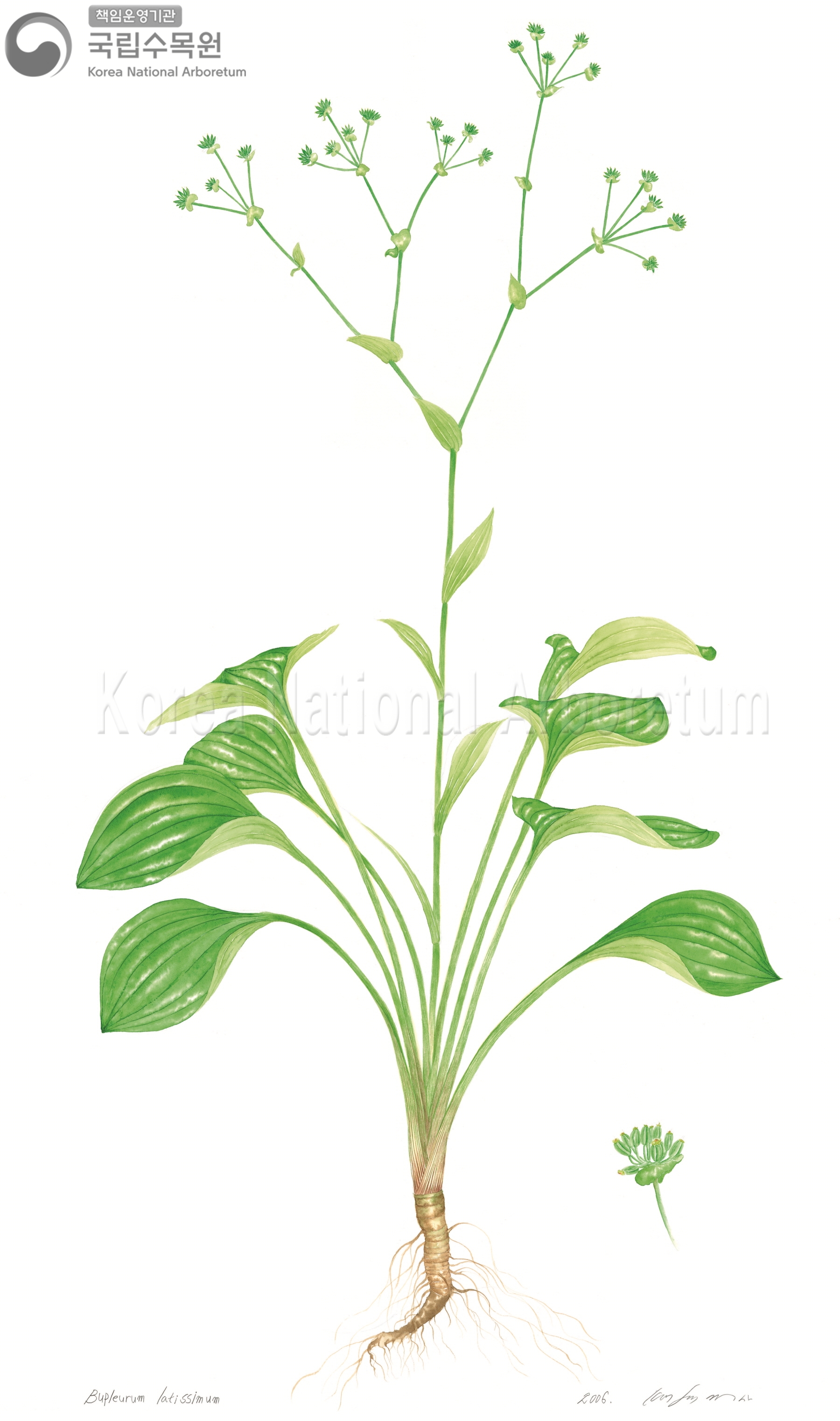 Plant Illustration Detailed View