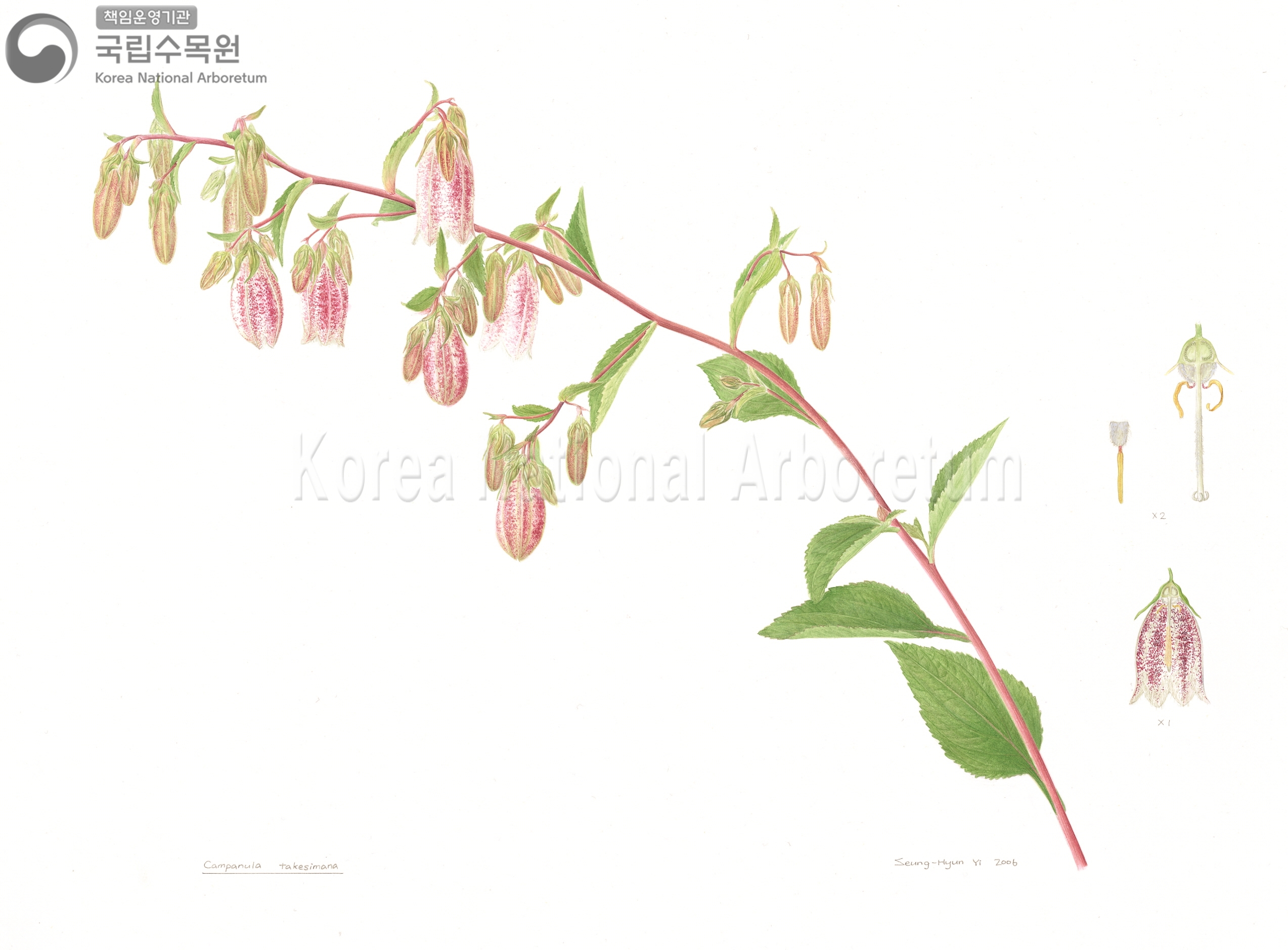 Plant Illustration Detailed View