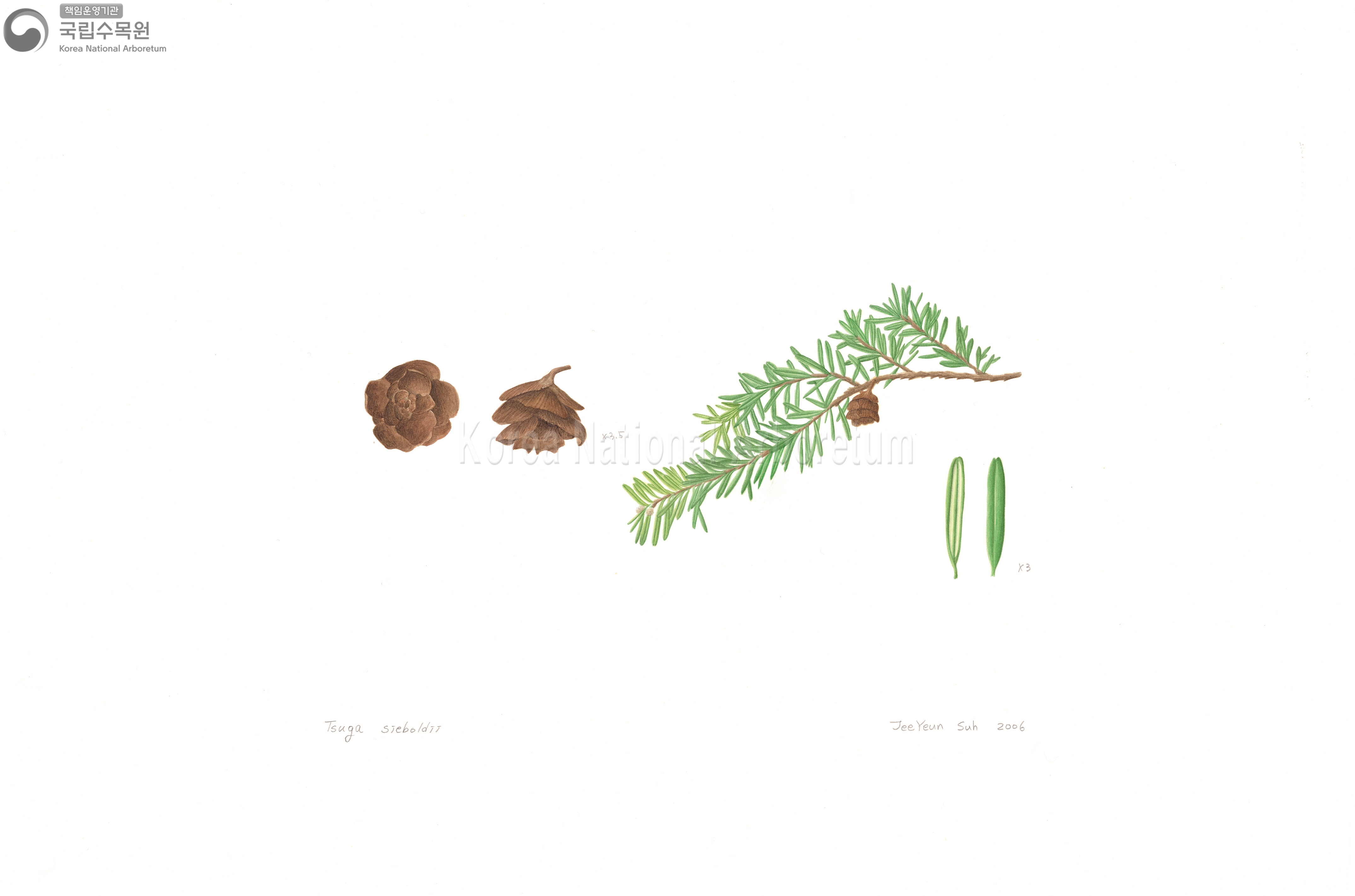 Plant Illustration Detailed View