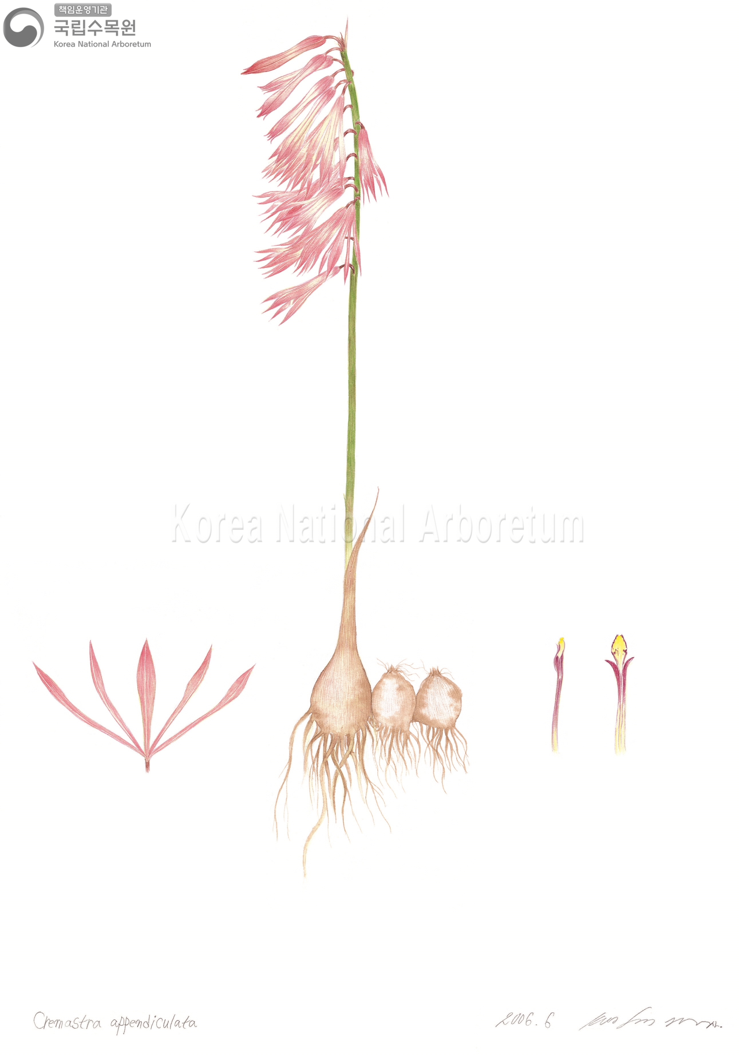 Plant Illustration Detailed View