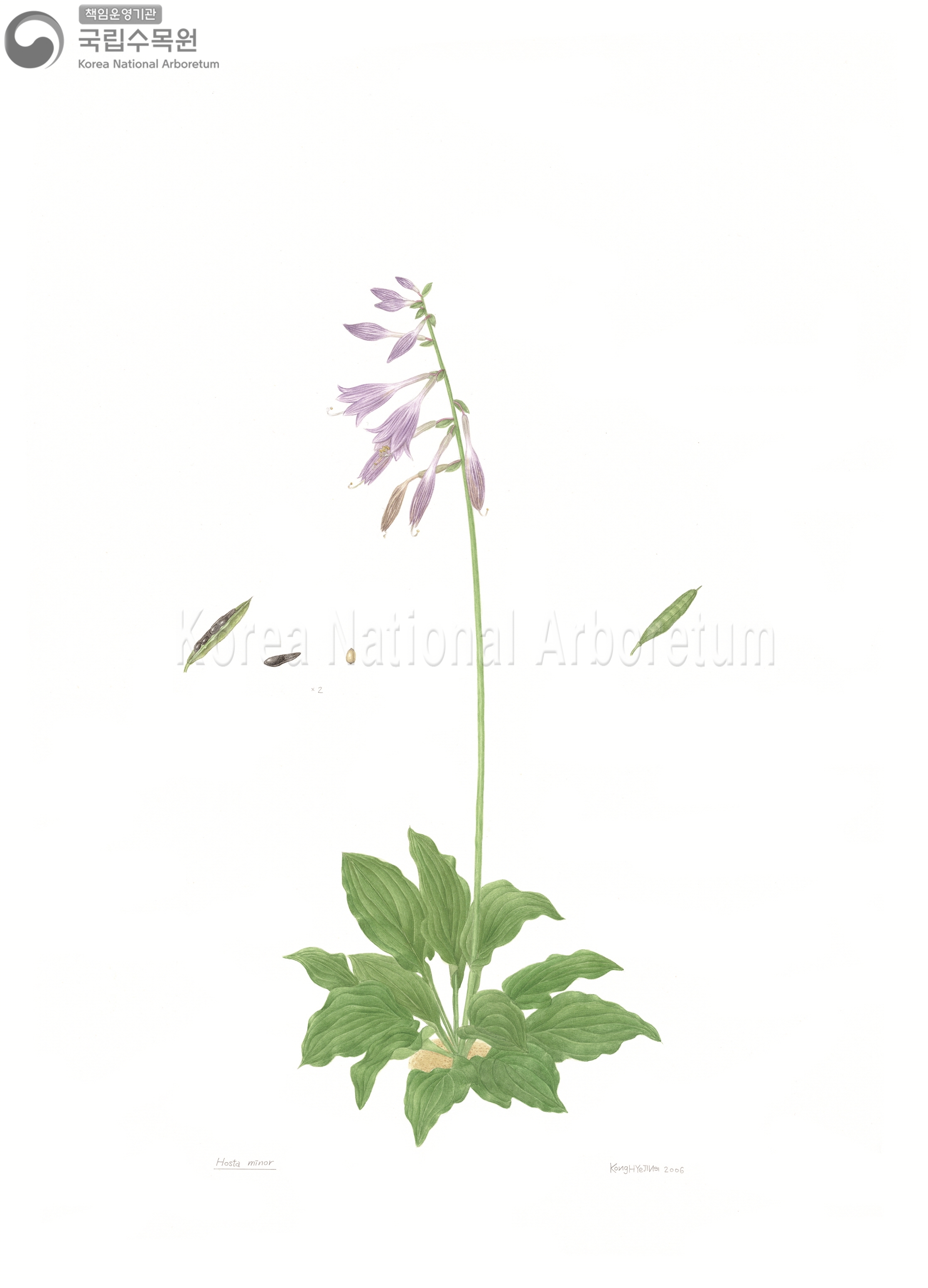 Plant Illustration Detailed View