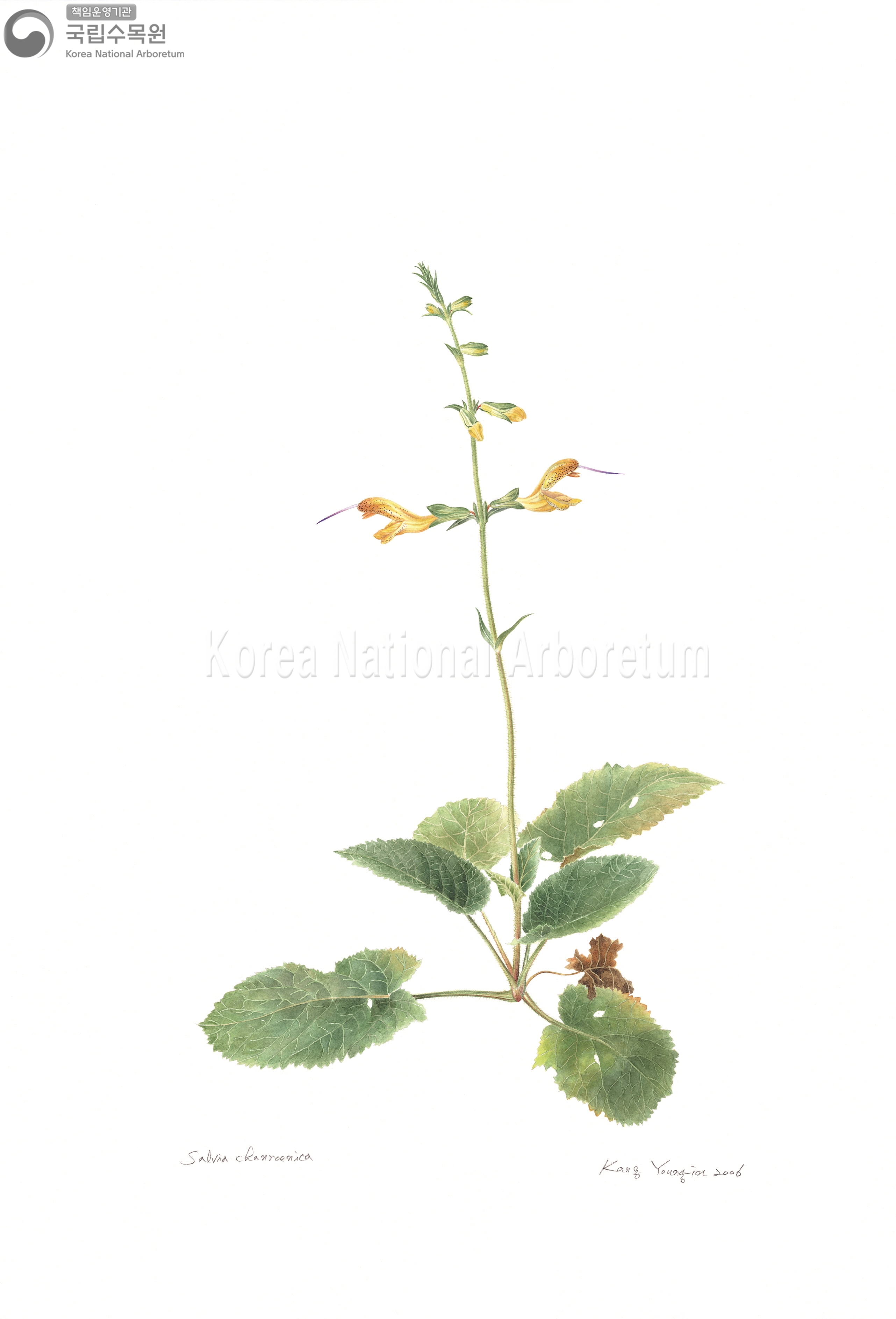 Plant Illustration Detailed View