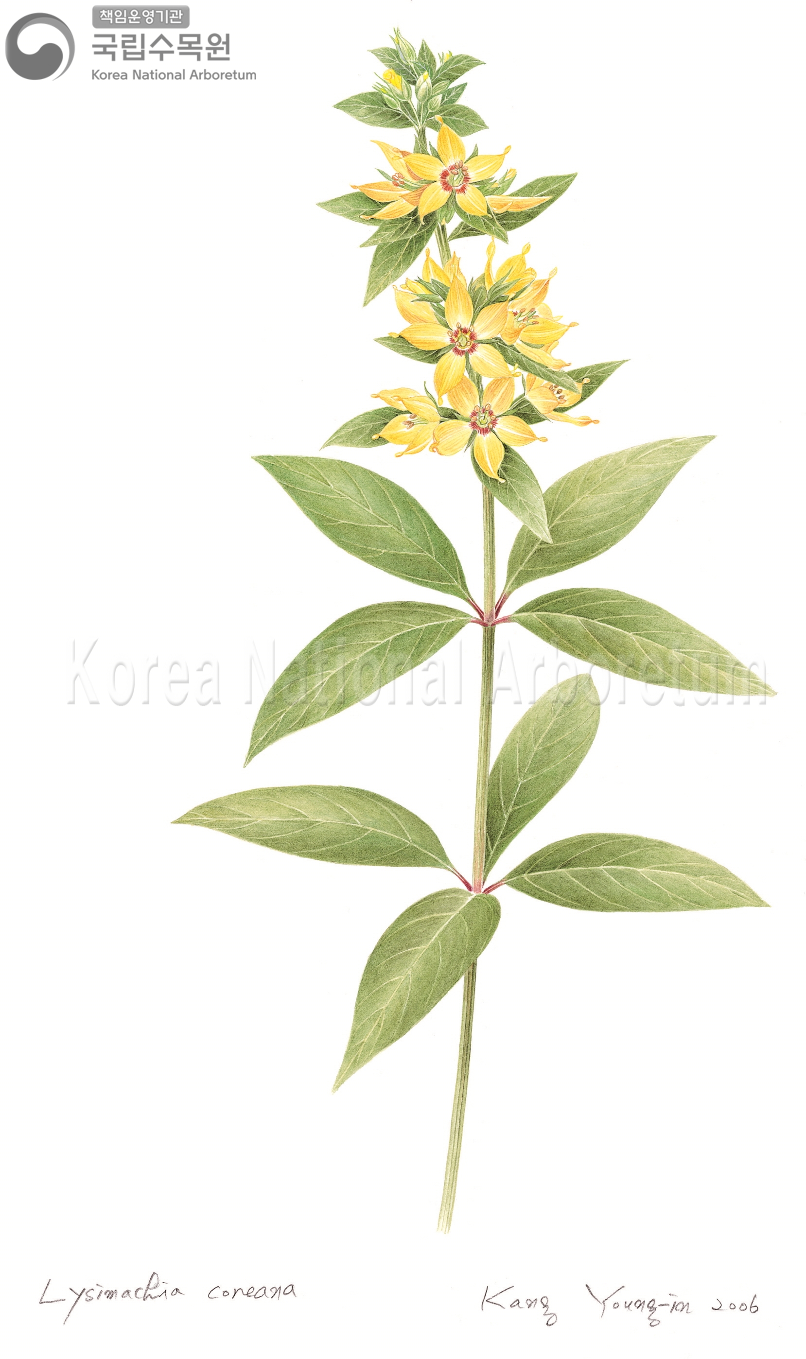 Plant Illustration Detailed View