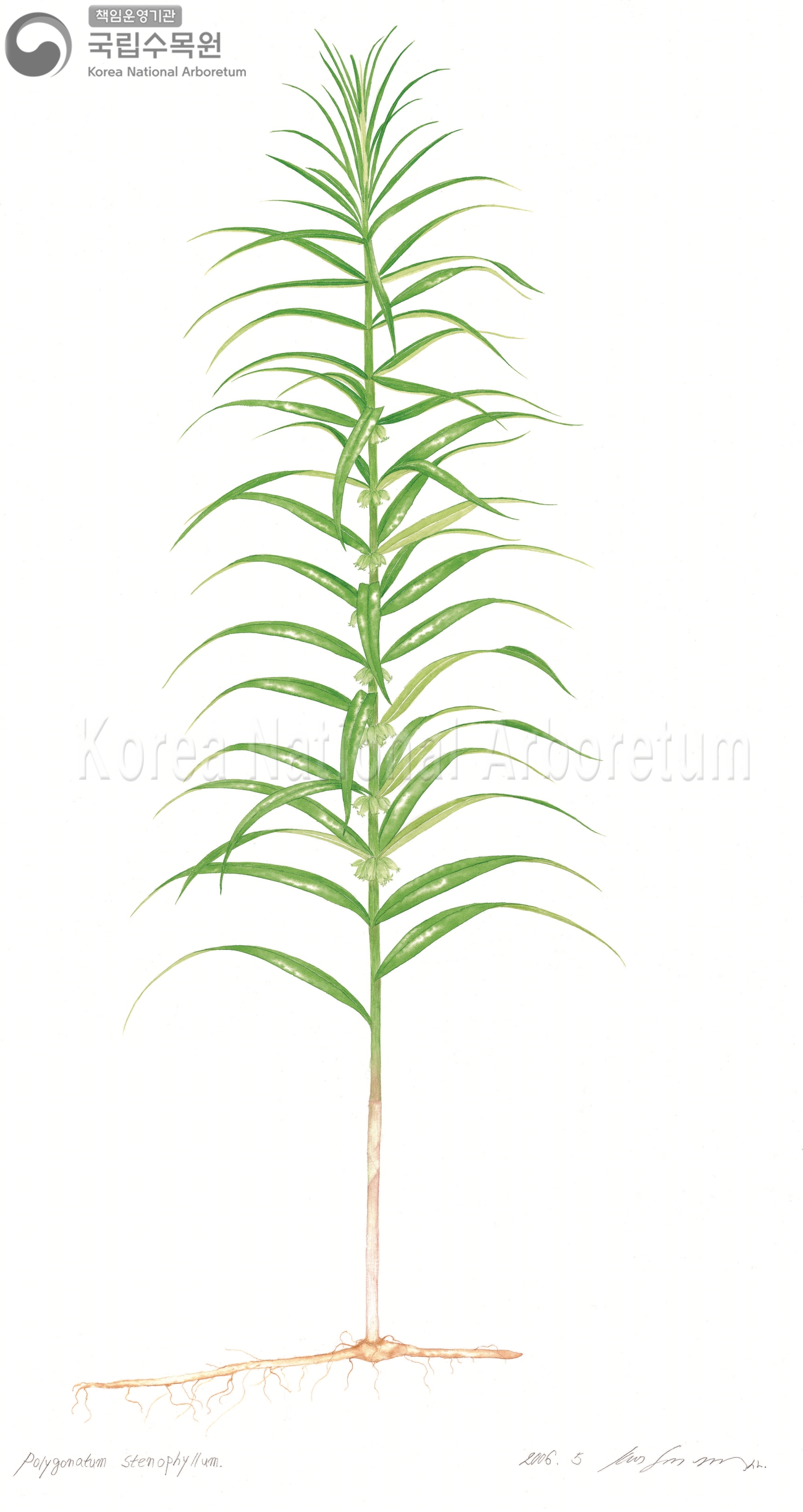 Plant Illustration Detailed View