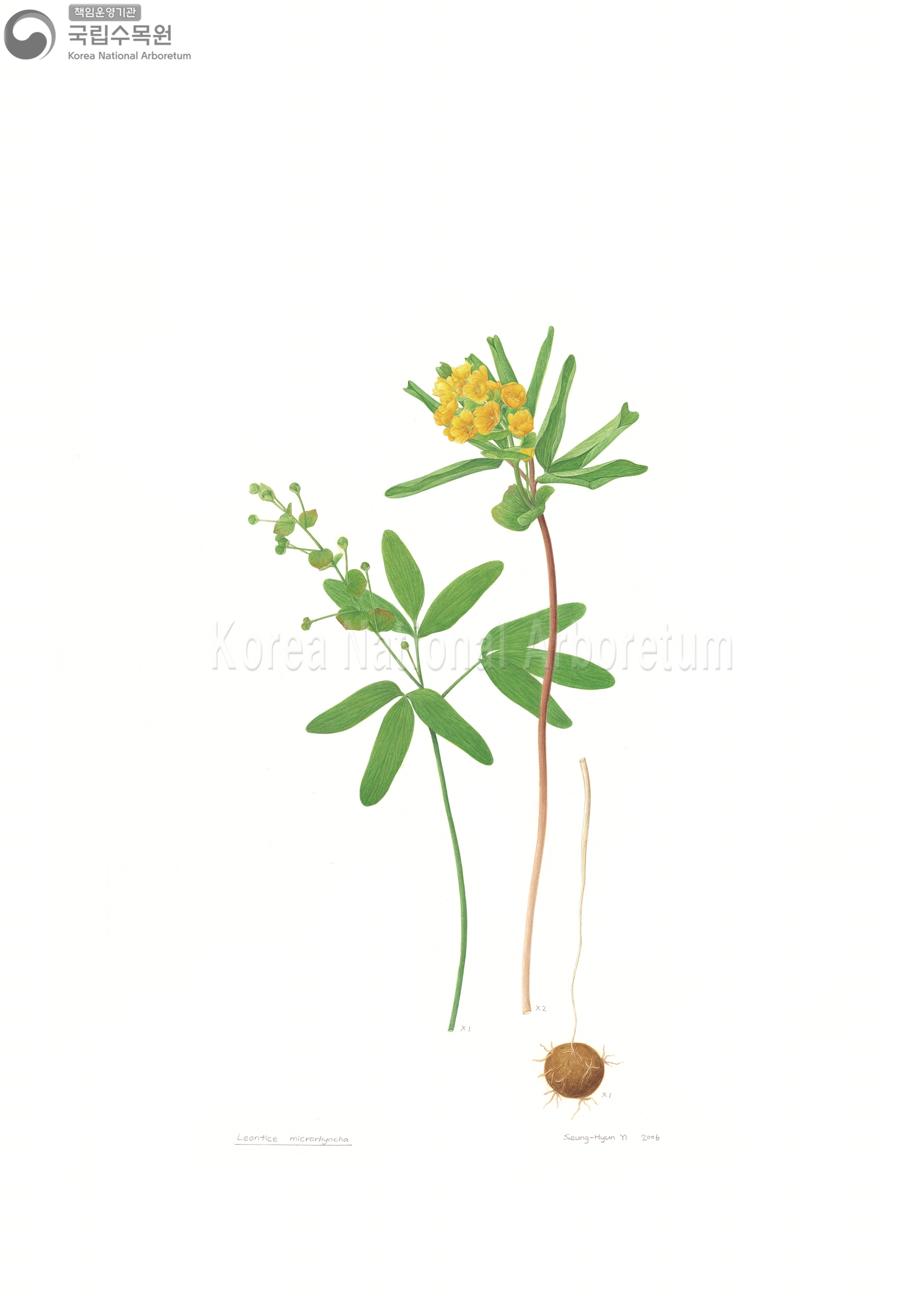 Plant Illustration Detailed View