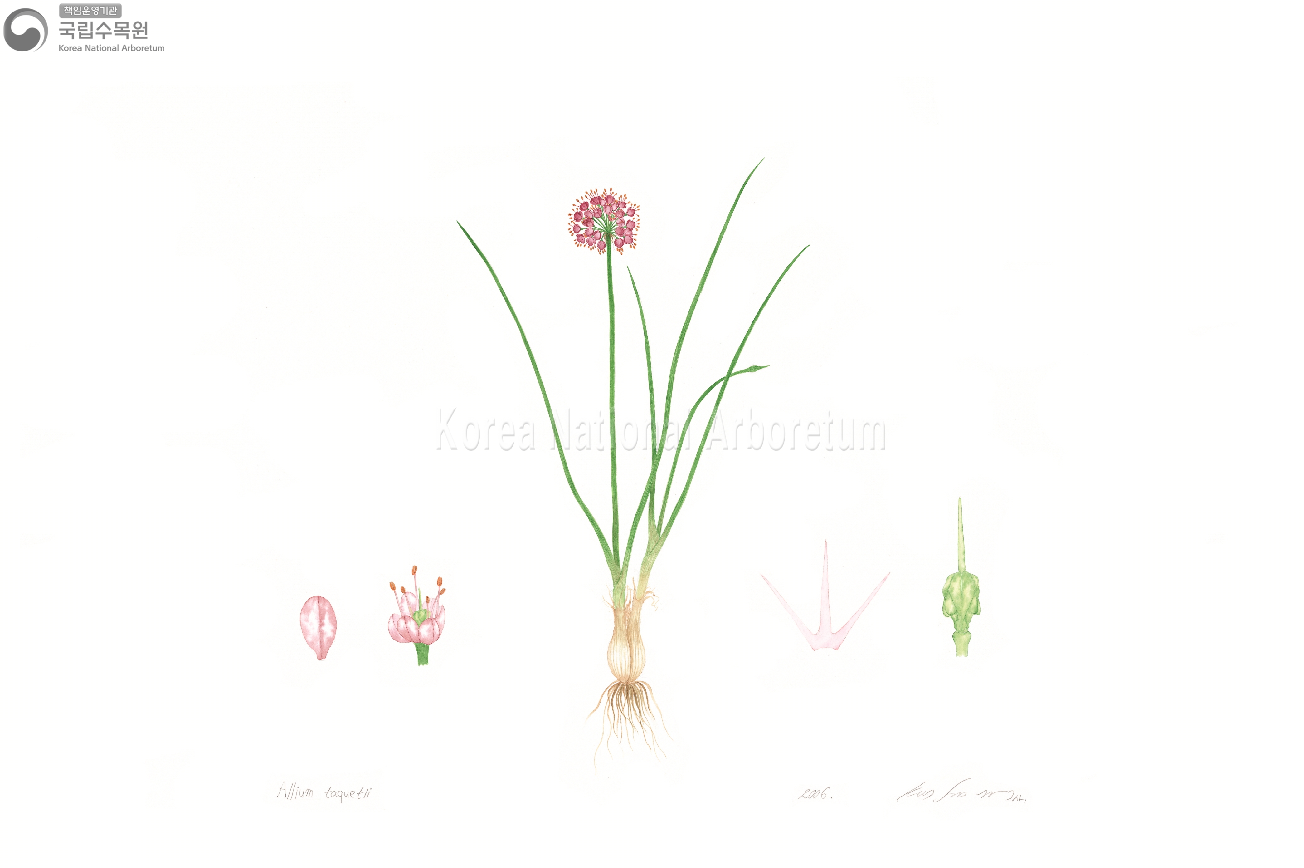 Plant Illustration Detailed View