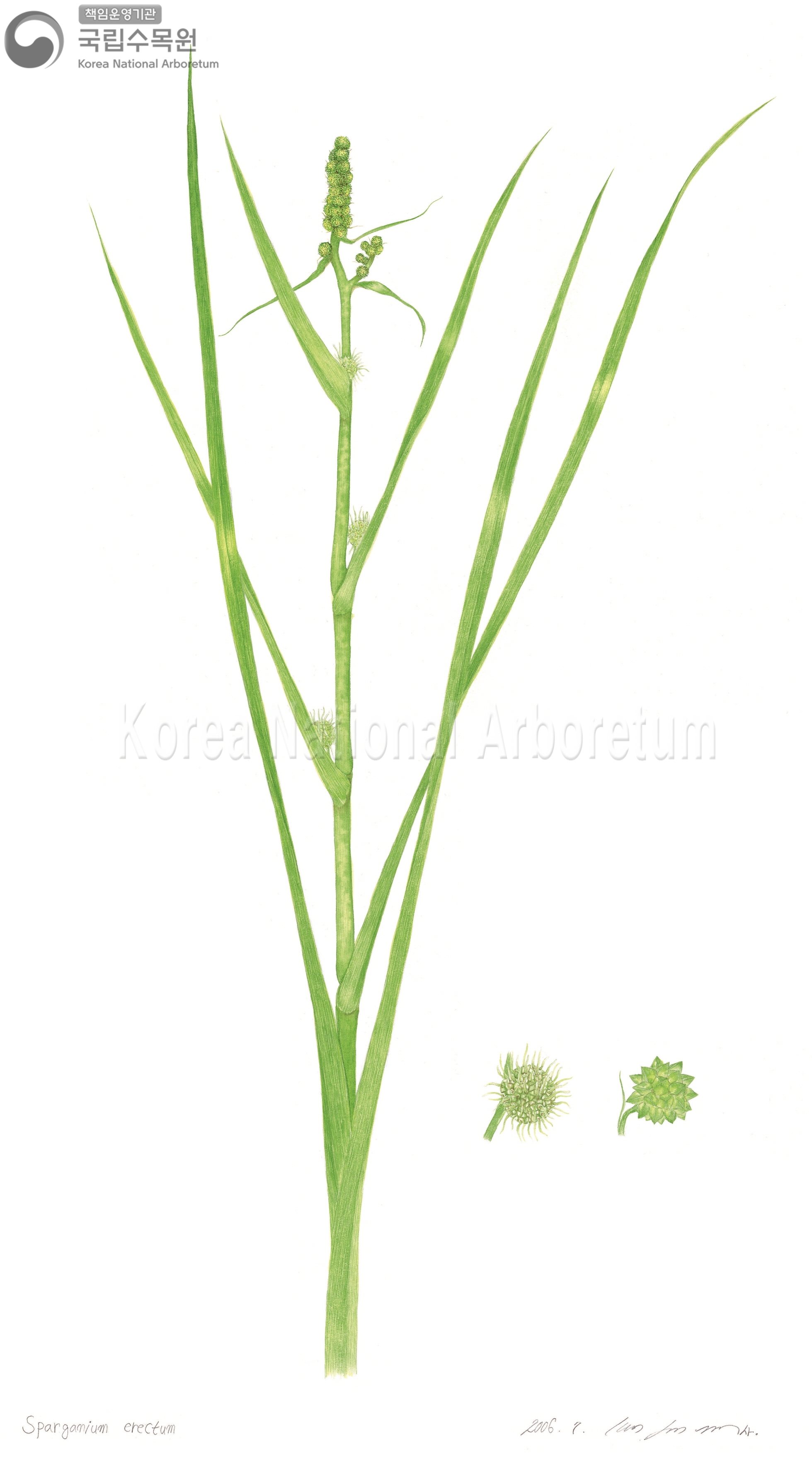 Plant Illustration Detailed View