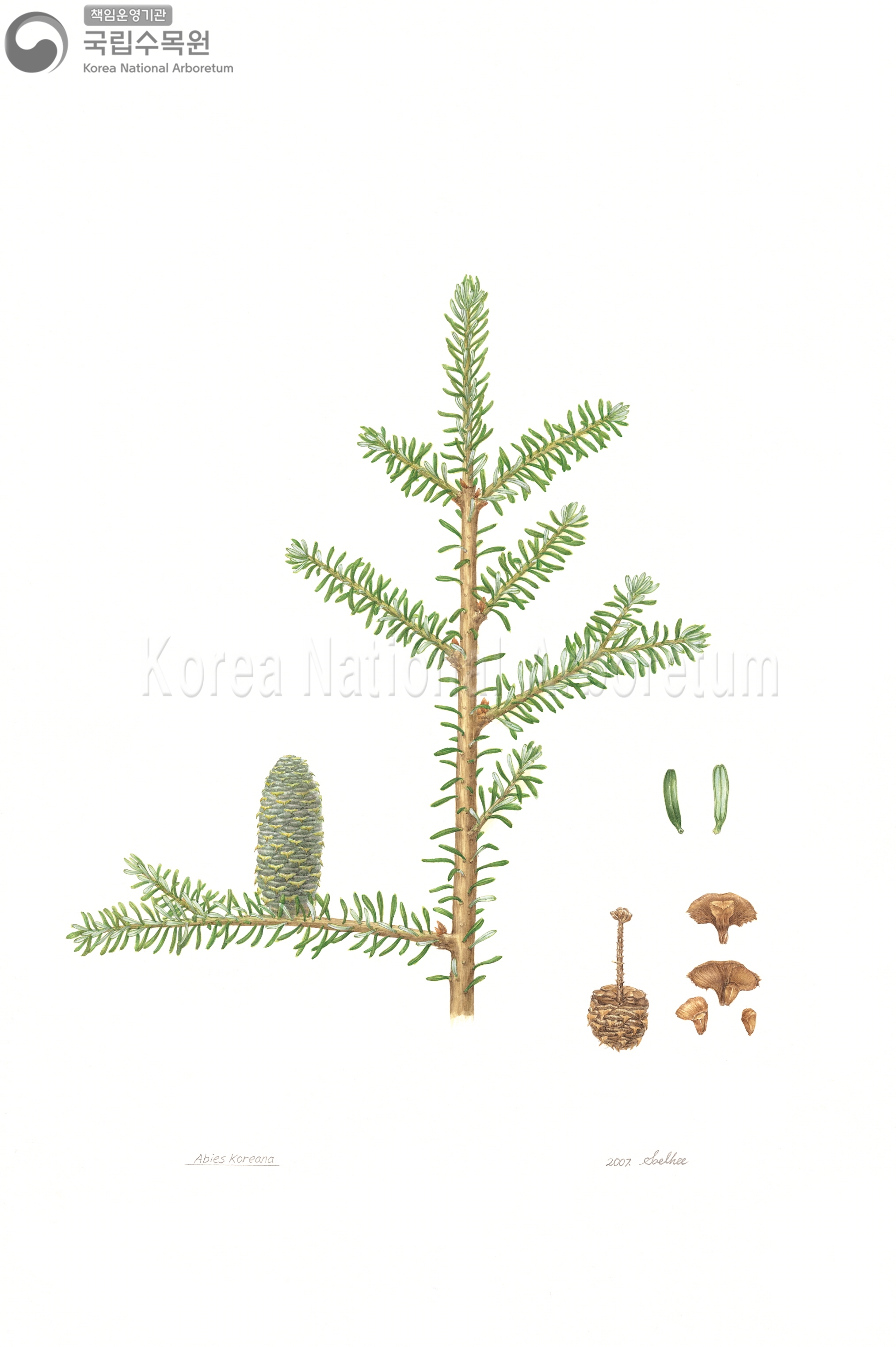 Plant Illustration Detailed View