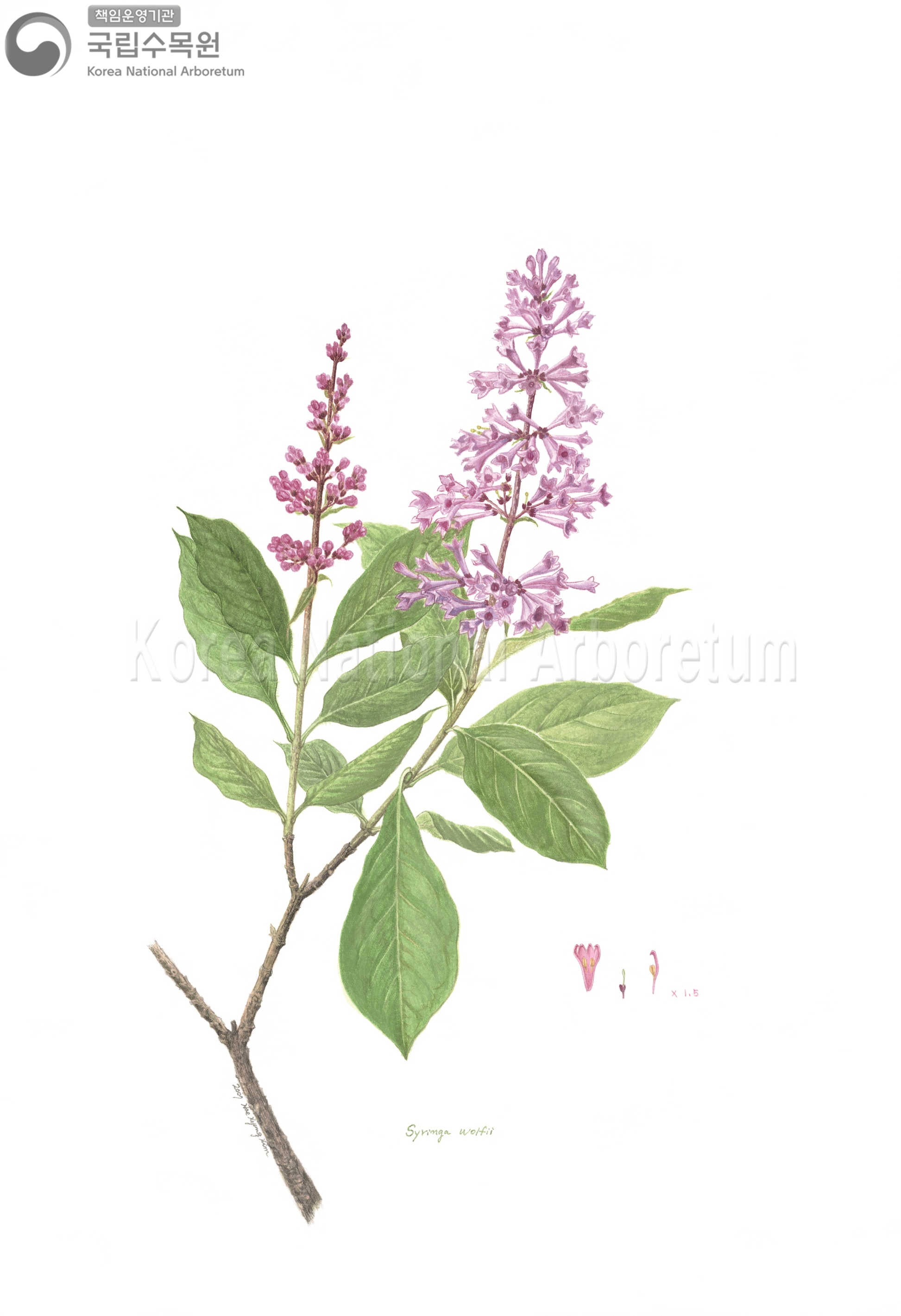 Plant Illustration Detailed View