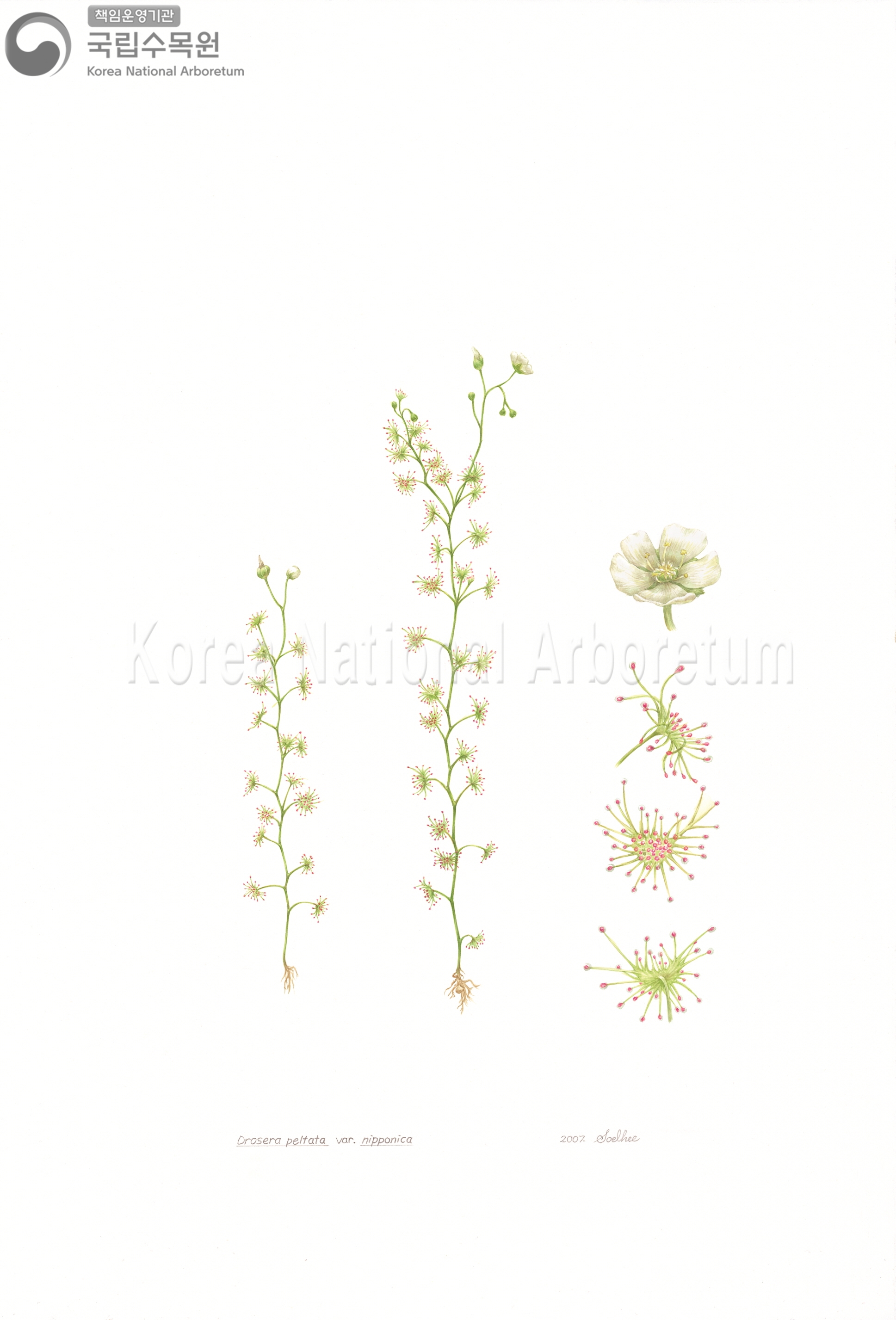 Plant Illustration Detailed View