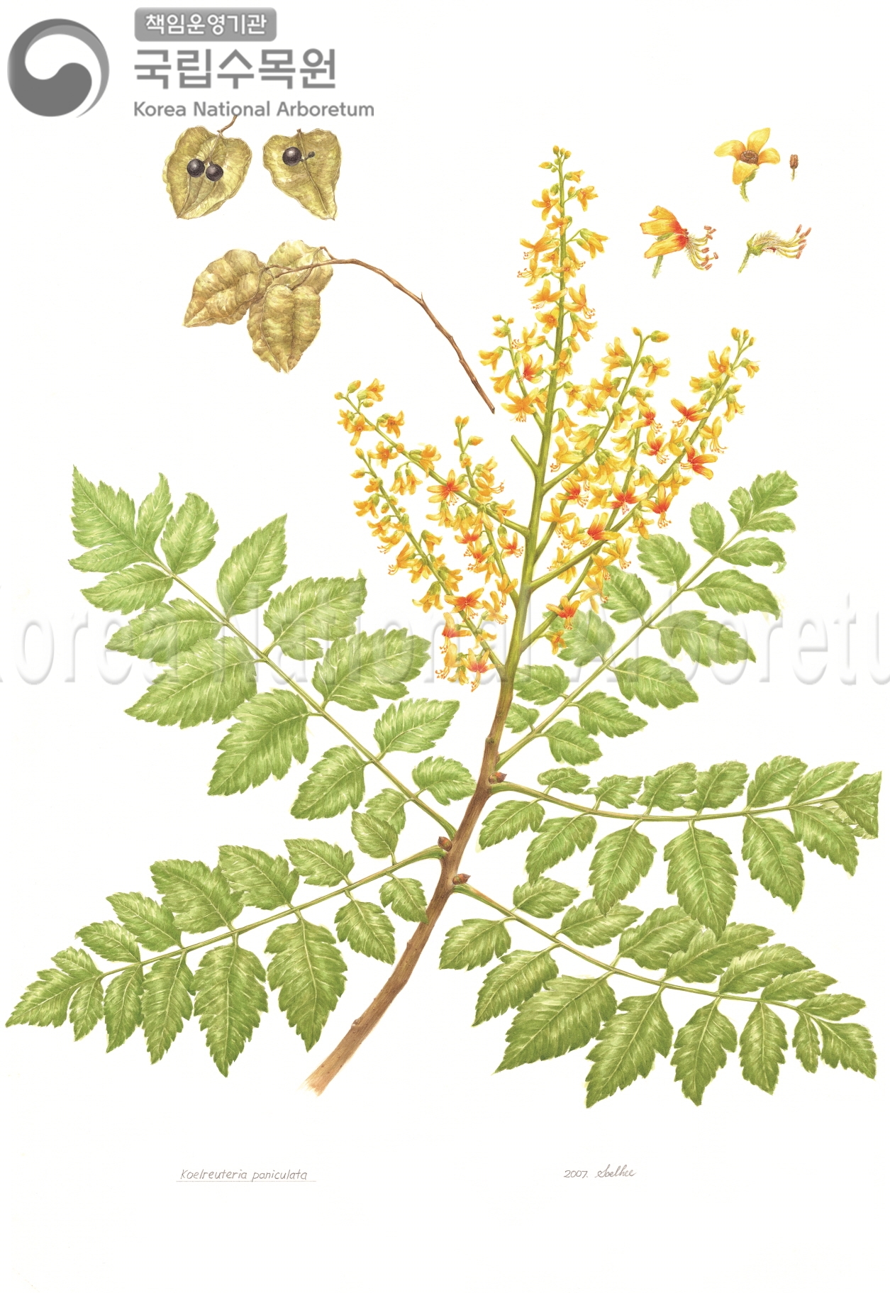 Plant Illustration Detailed View