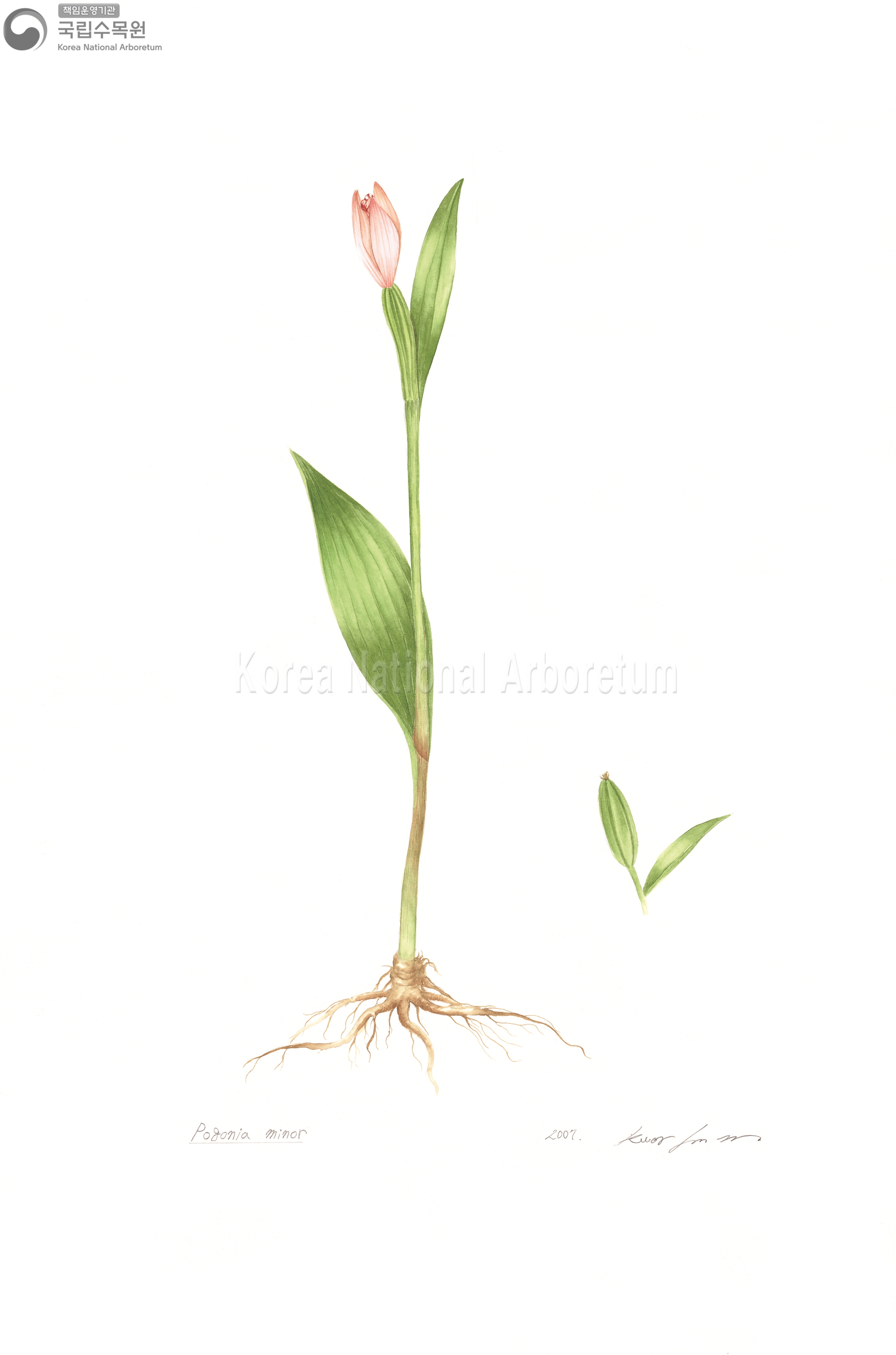 Plant Illustration Detailed View