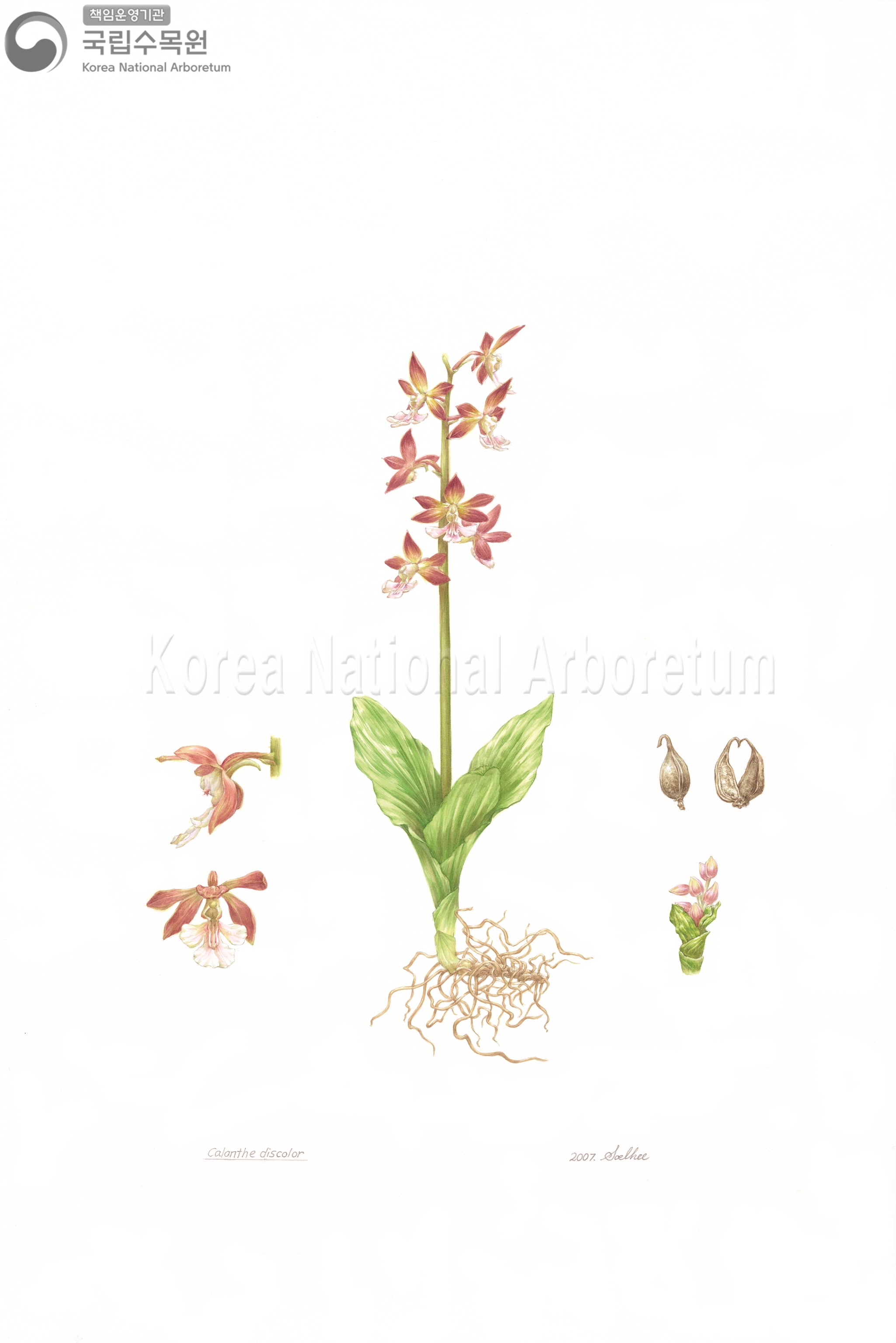 Plant Illustration Detailed View