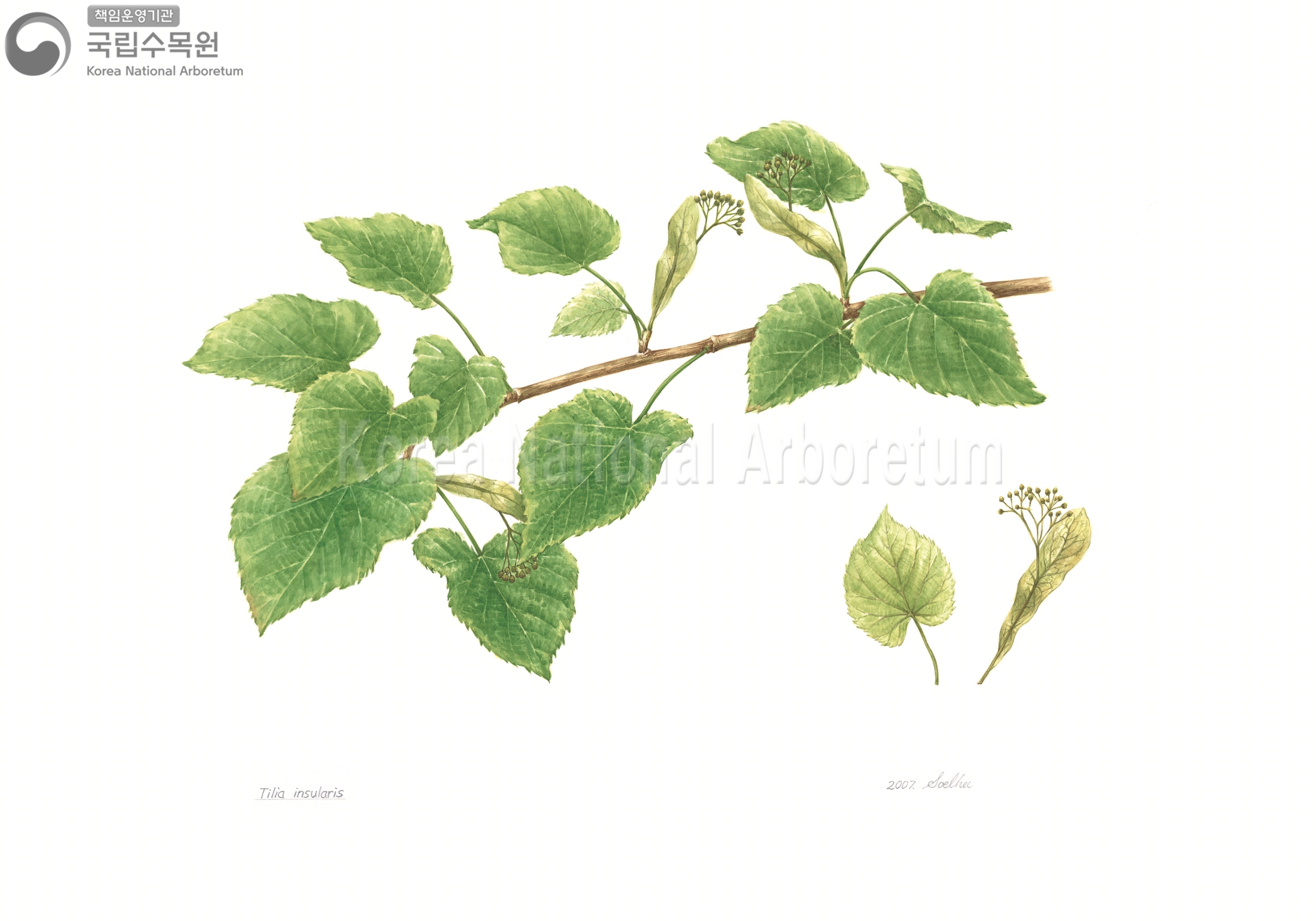 Plant Illustration Detailed View