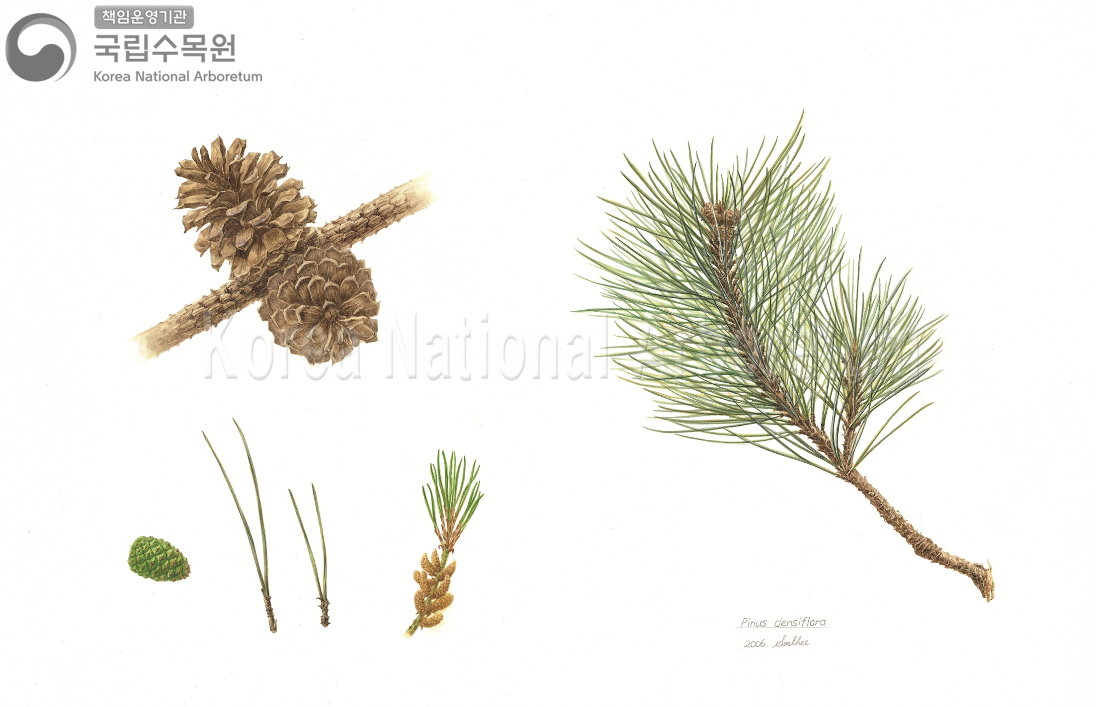 Plant Illustration Detailed View