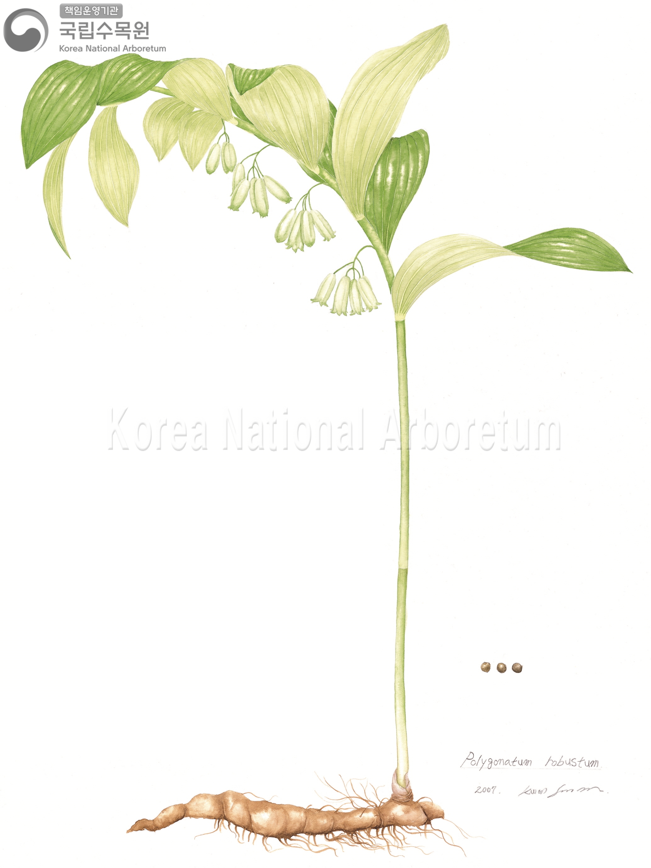 Plant Illustration Detailed View