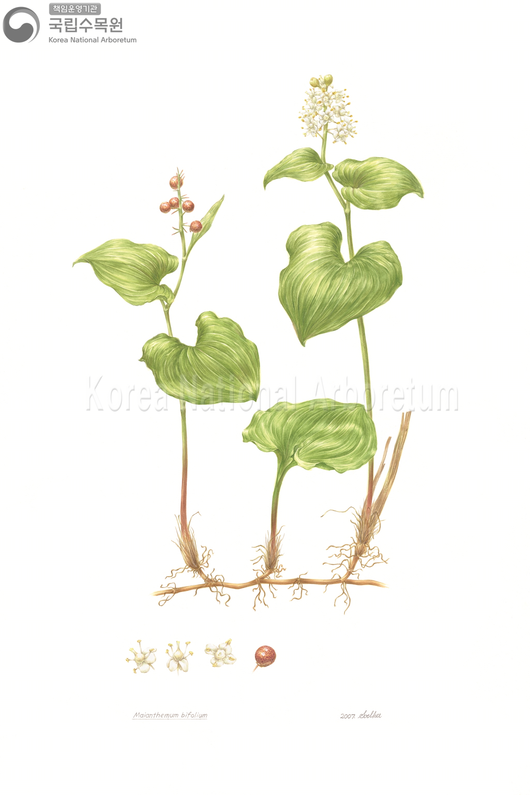 Plant Illustration Detailed View