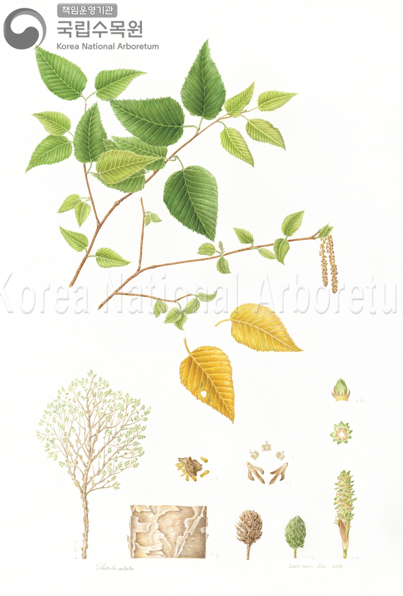 Plant Illustration Detailed View