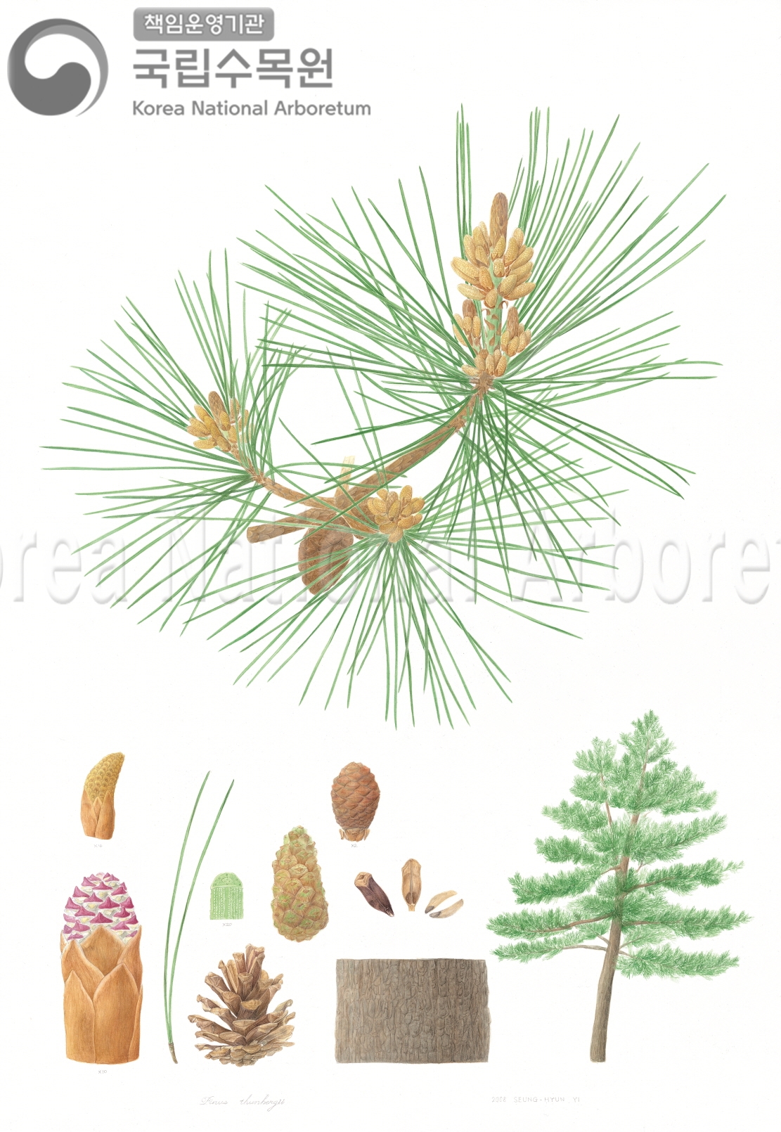 Plant Illustration Detailed View