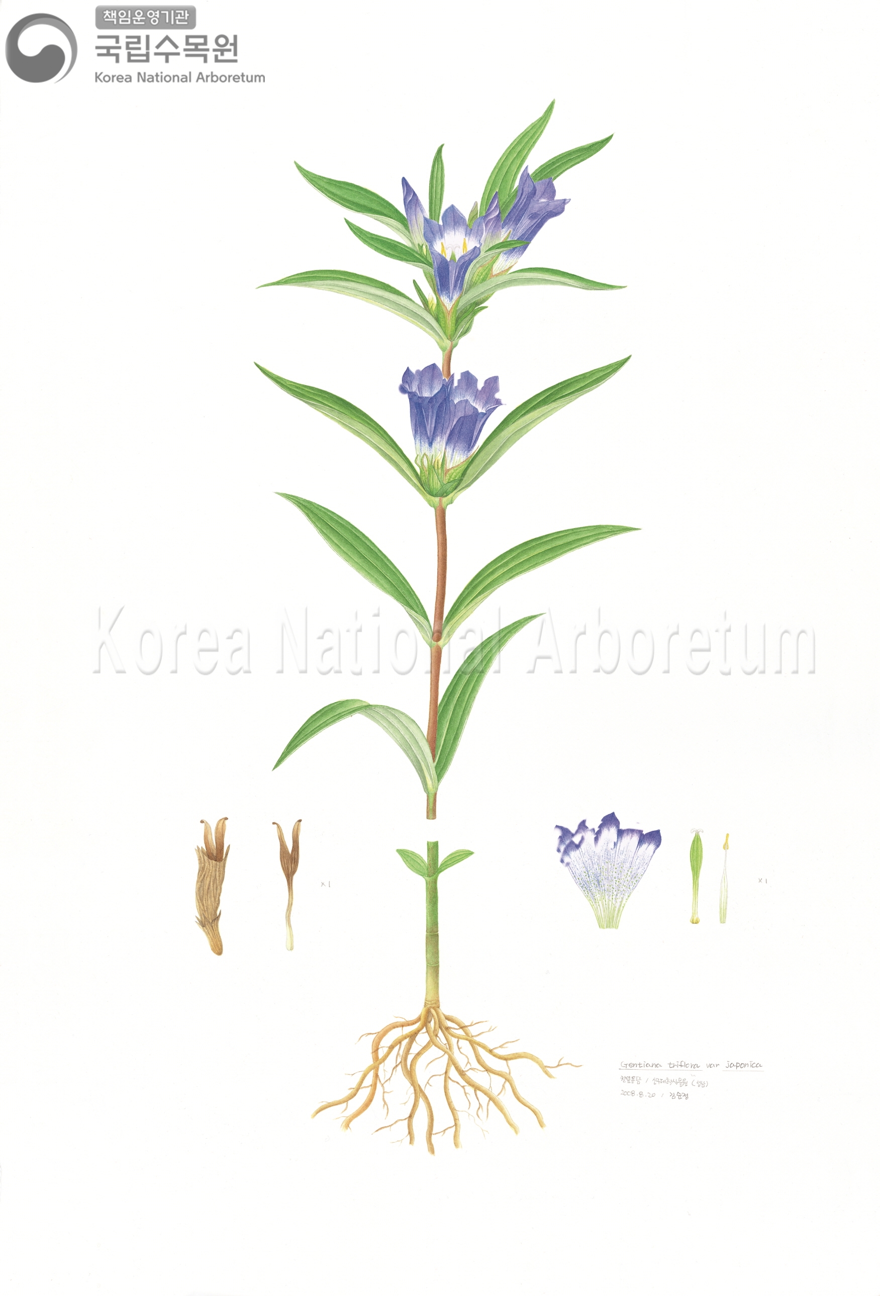 Plant Illustration Detailed View