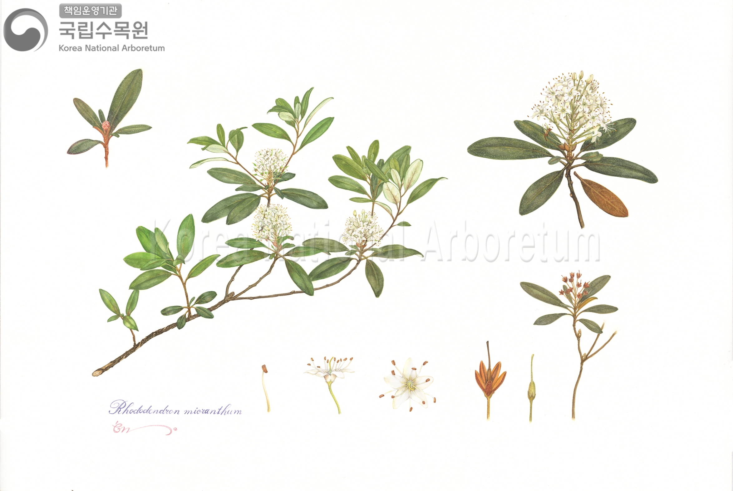 Plant Illustration Detailed View