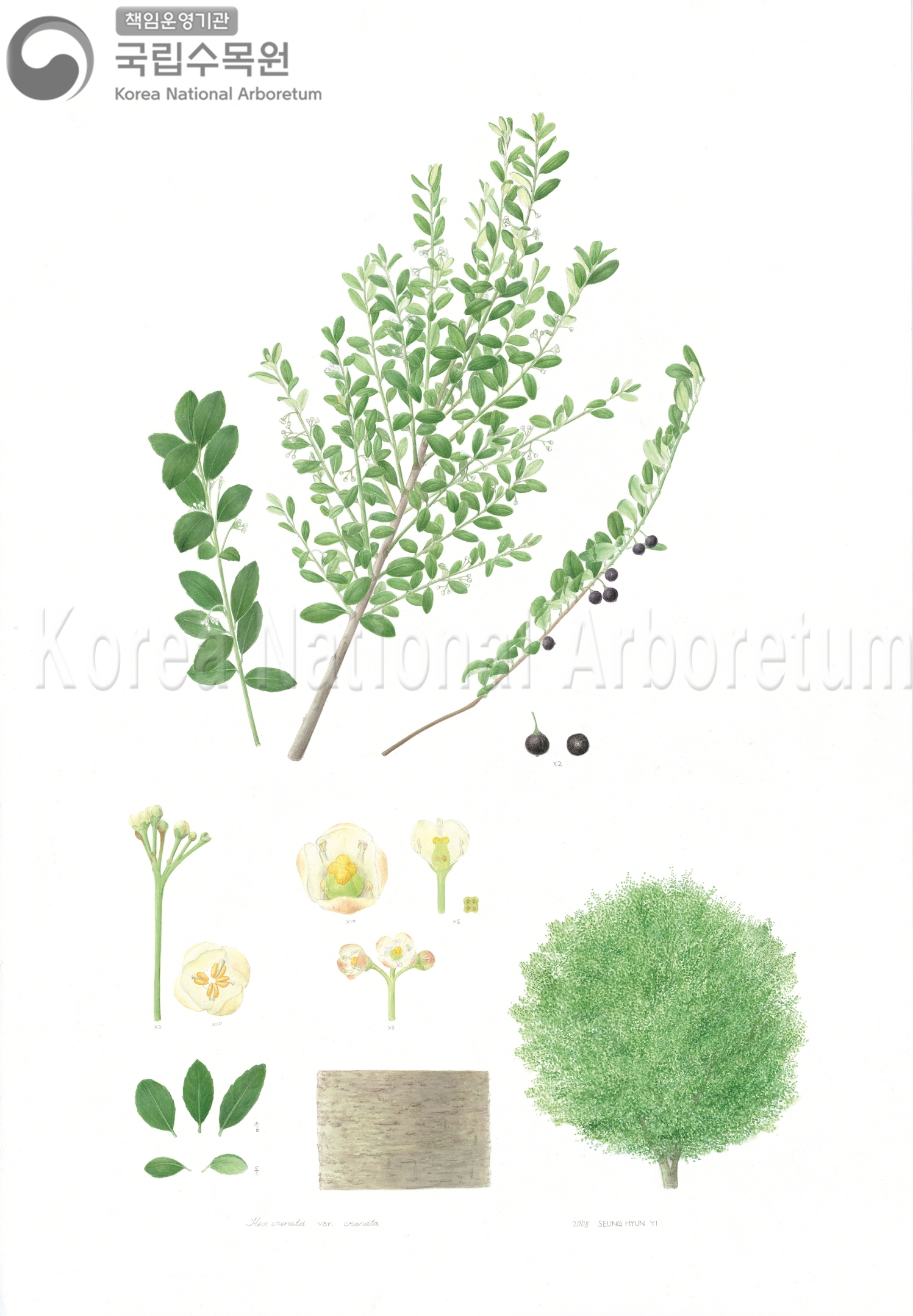 Plant Illustration Detailed View