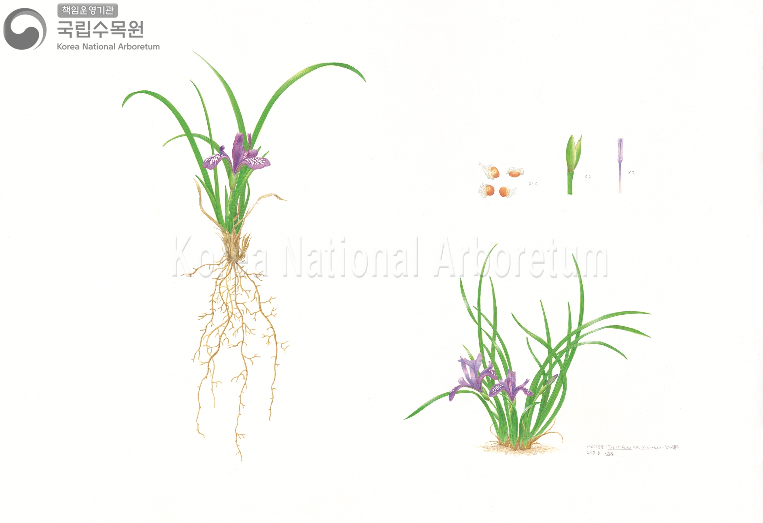 Plant Illustration Detailed View