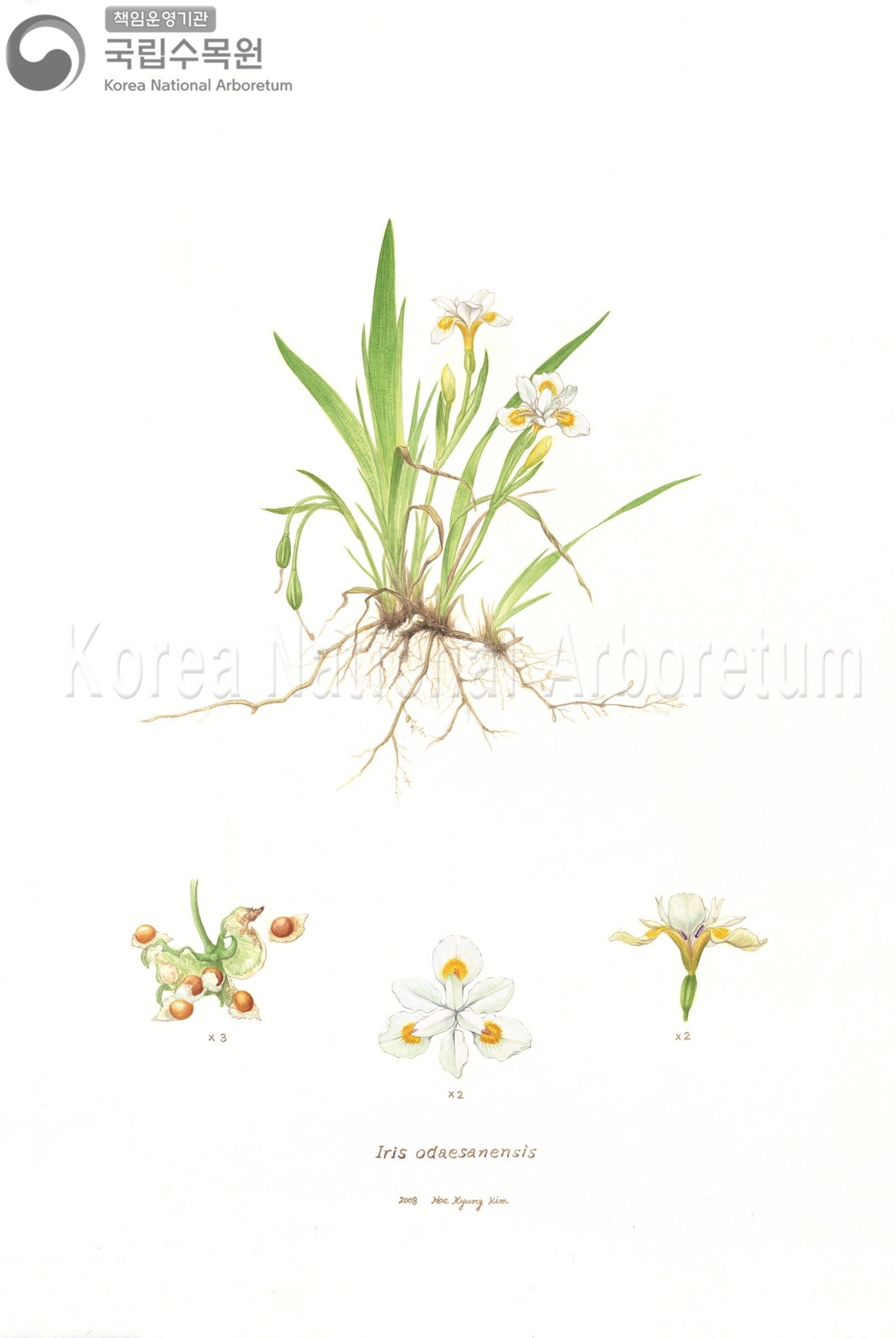 Plant Illustration Detailed View