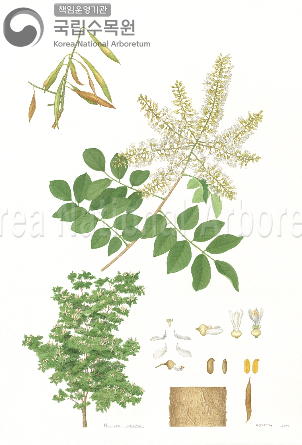 Plant Illustration Detailed View