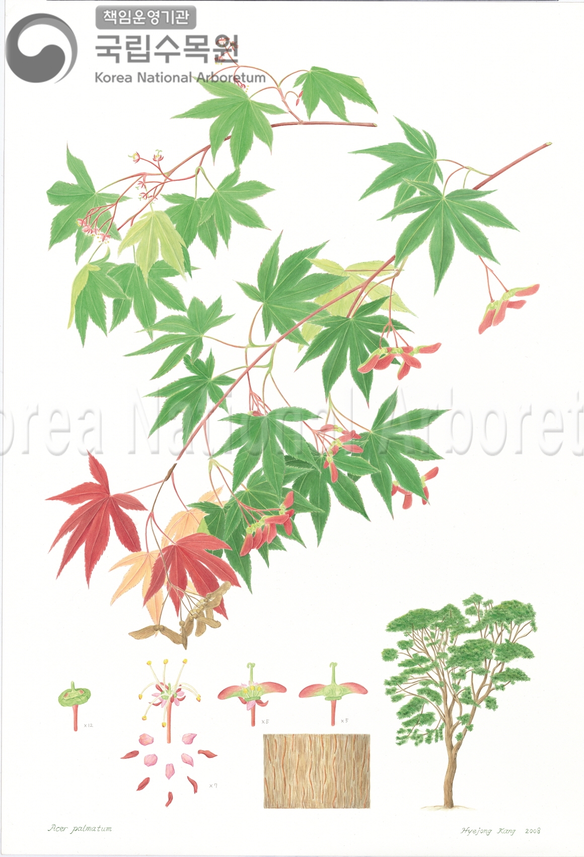 Plant Illustration Detailed View