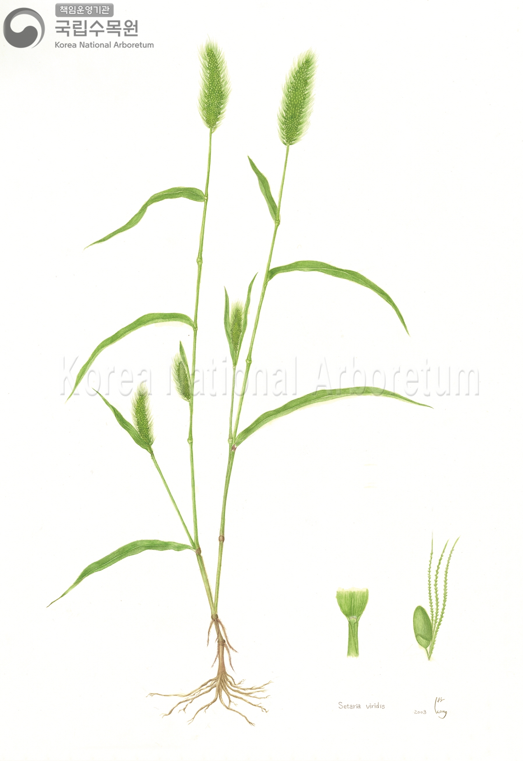 Plant Illustration Detailed View