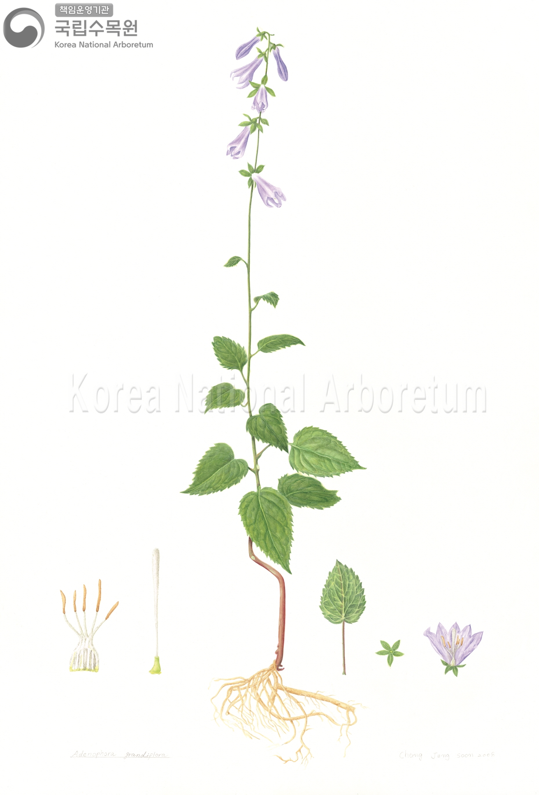 Plant Illustration Detailed View