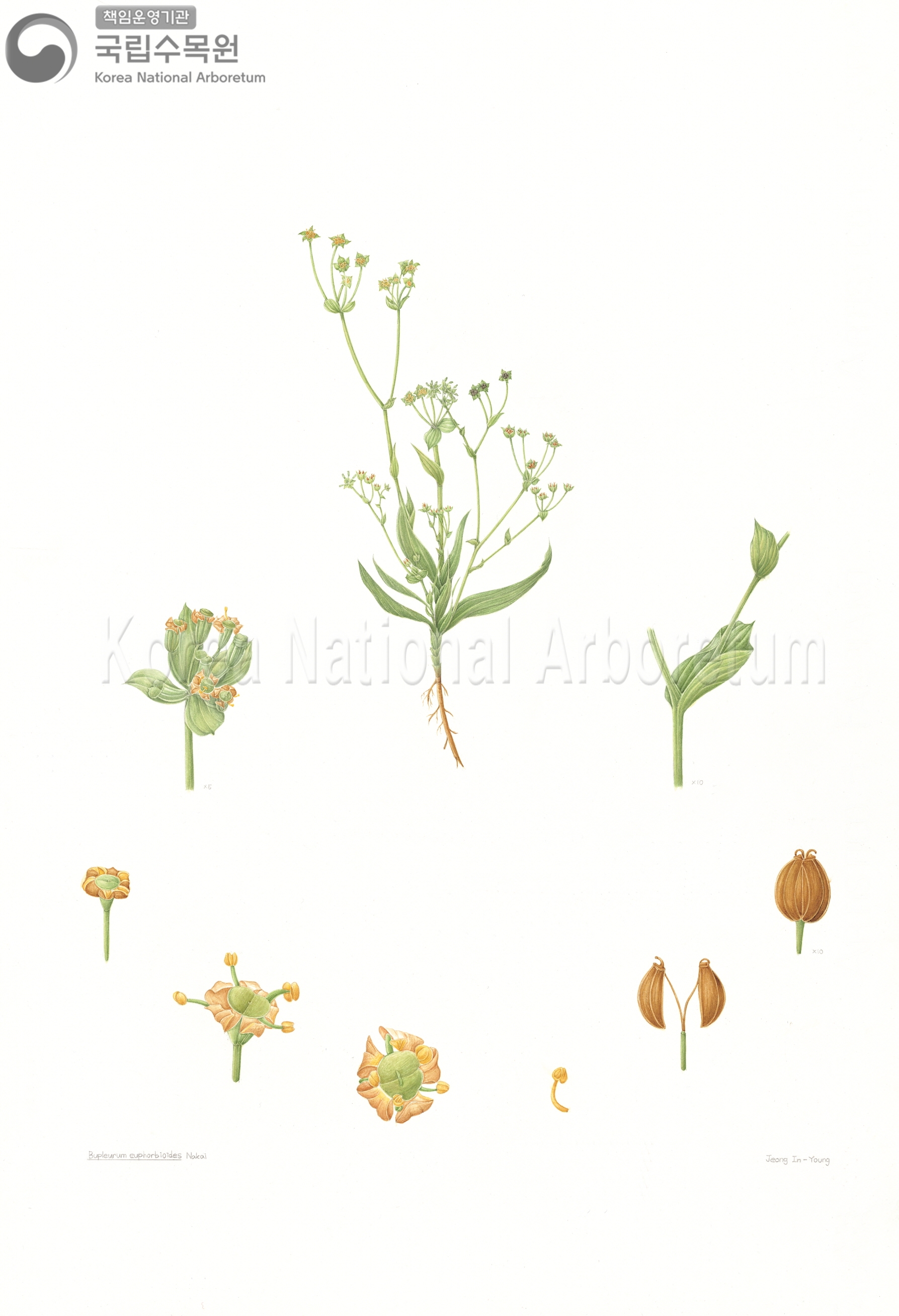 Plant Illustration Detailed View