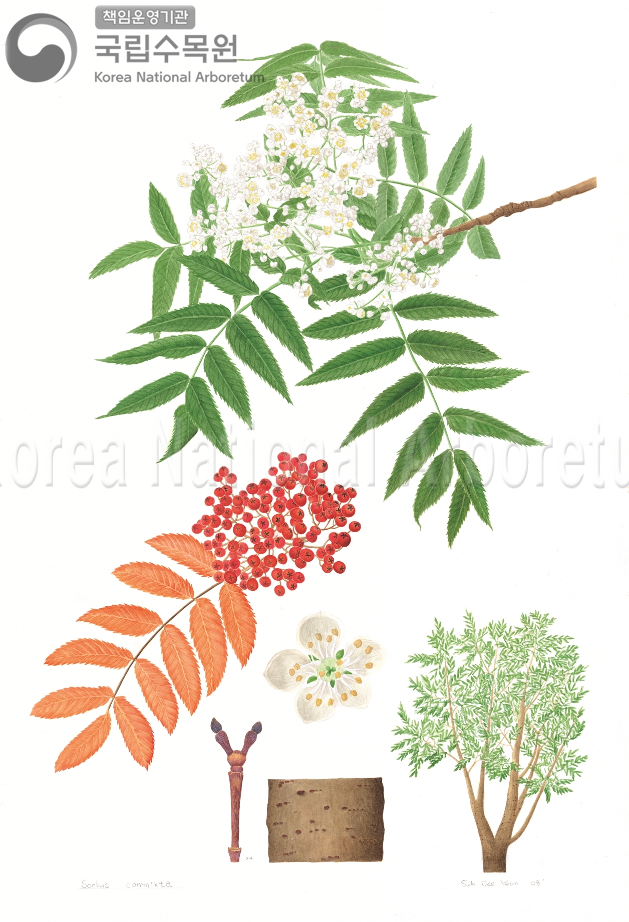 Plant Illustration Detailed View