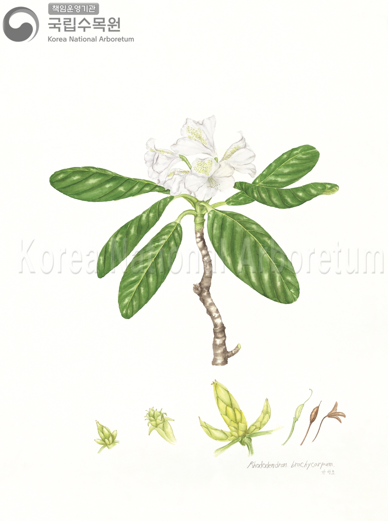 Plant Illustration Detailed View