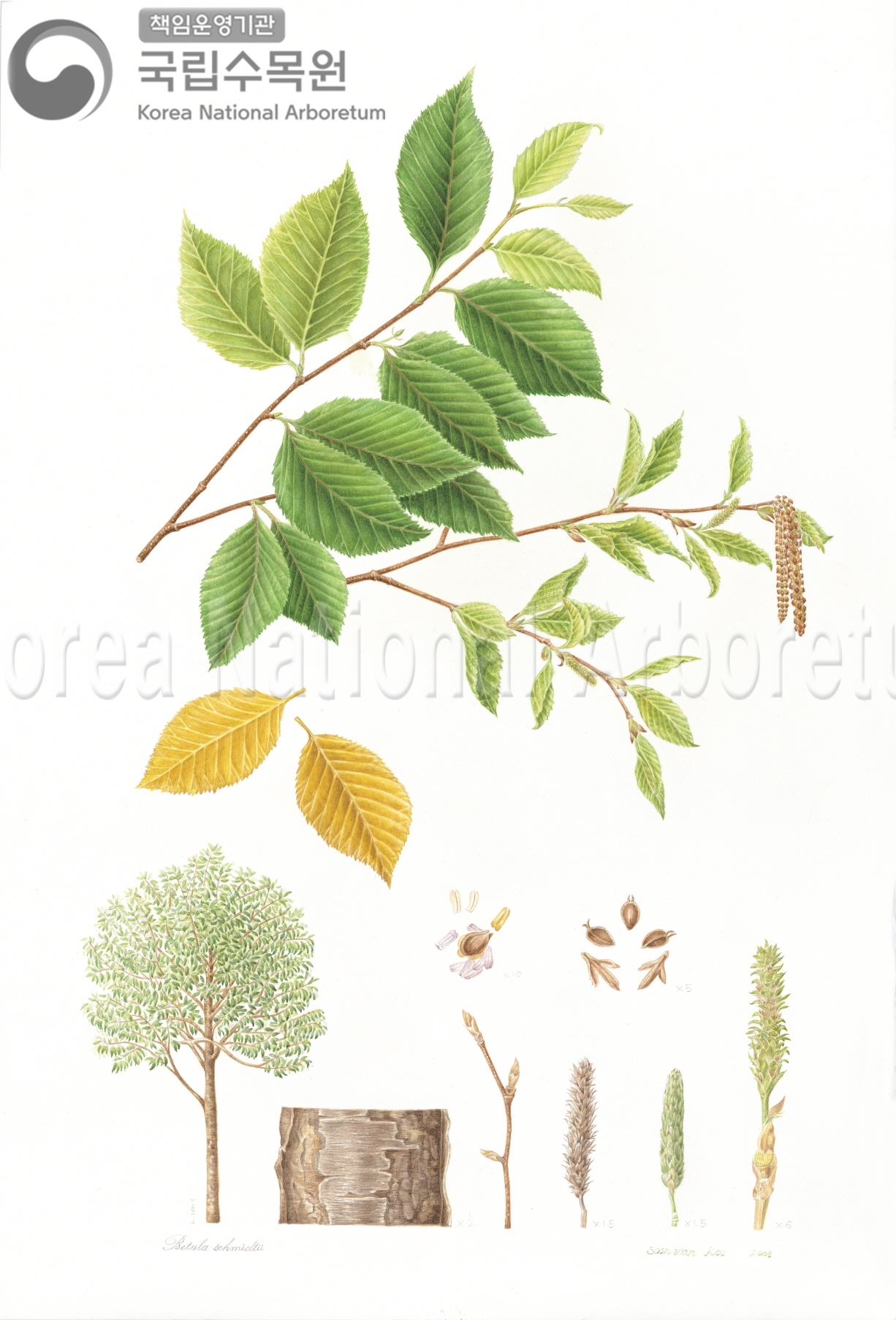 Plant Illustration Detailed View