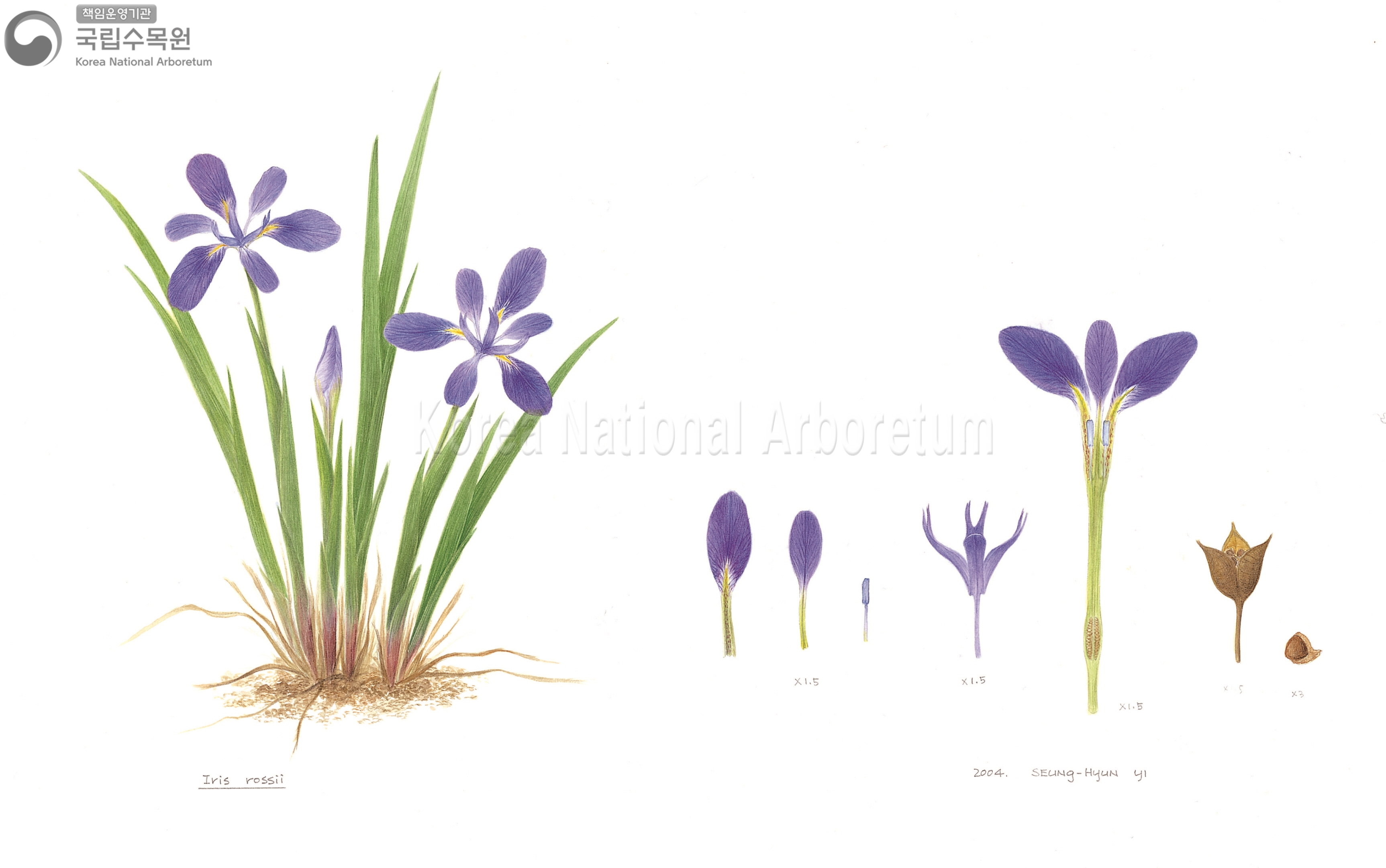 Plant Illustration Detailed View