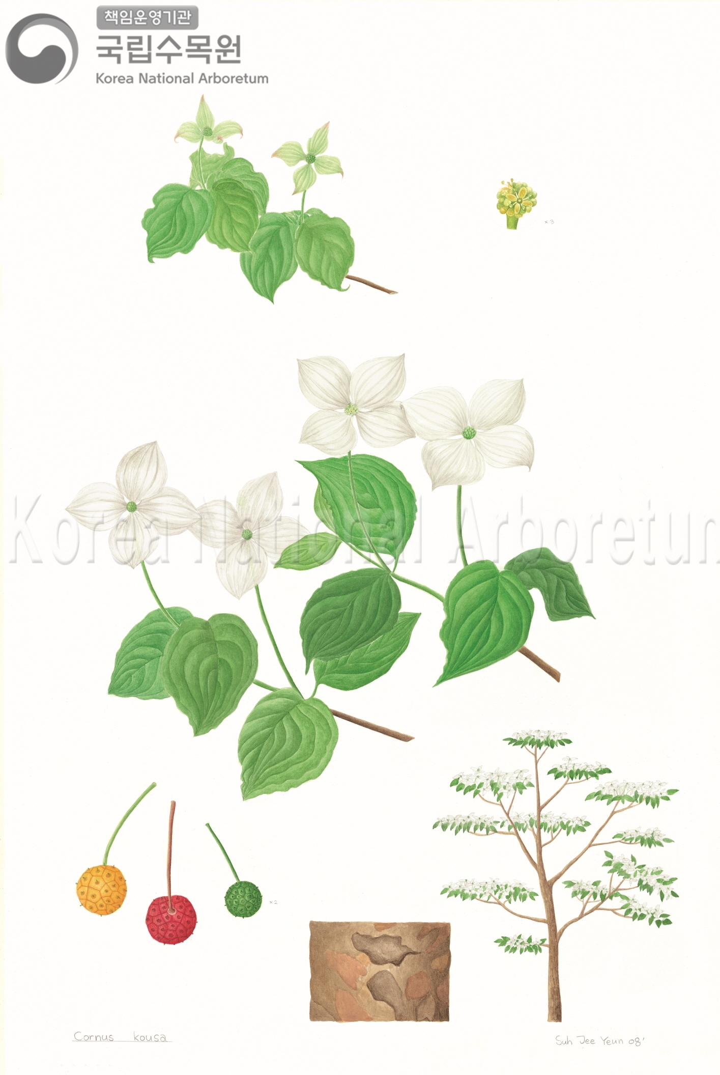 Plant Illustration Detailed View